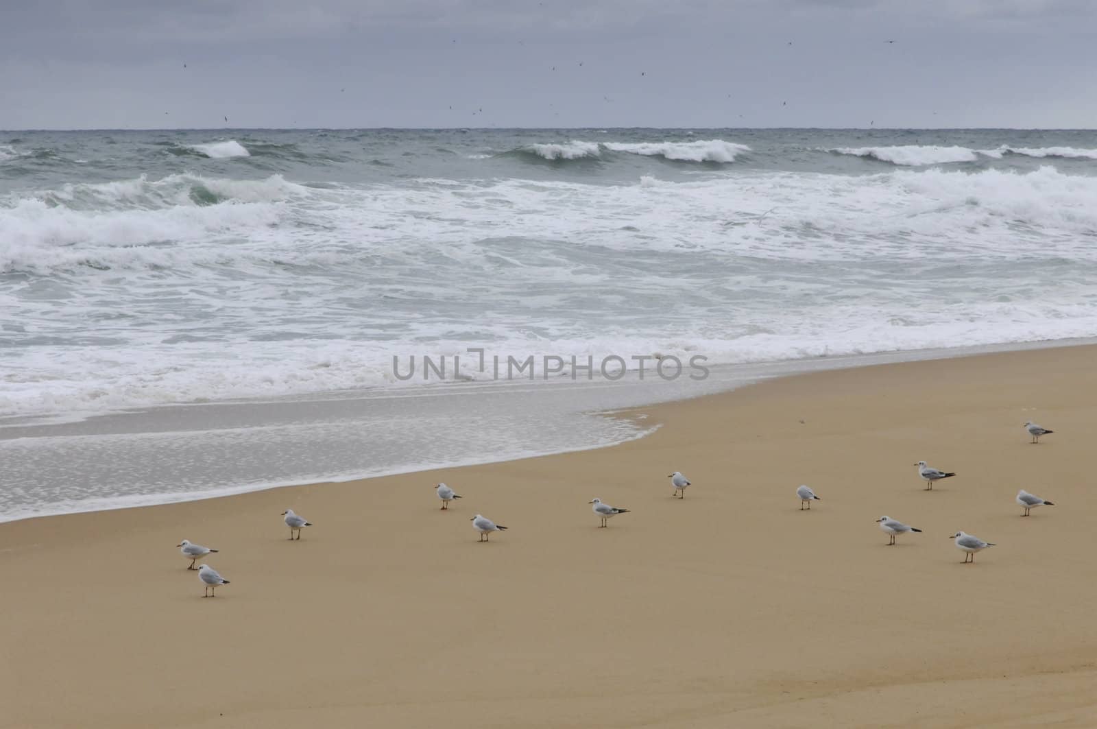 Some seagull on the beach with sea in background during a cloudy day
