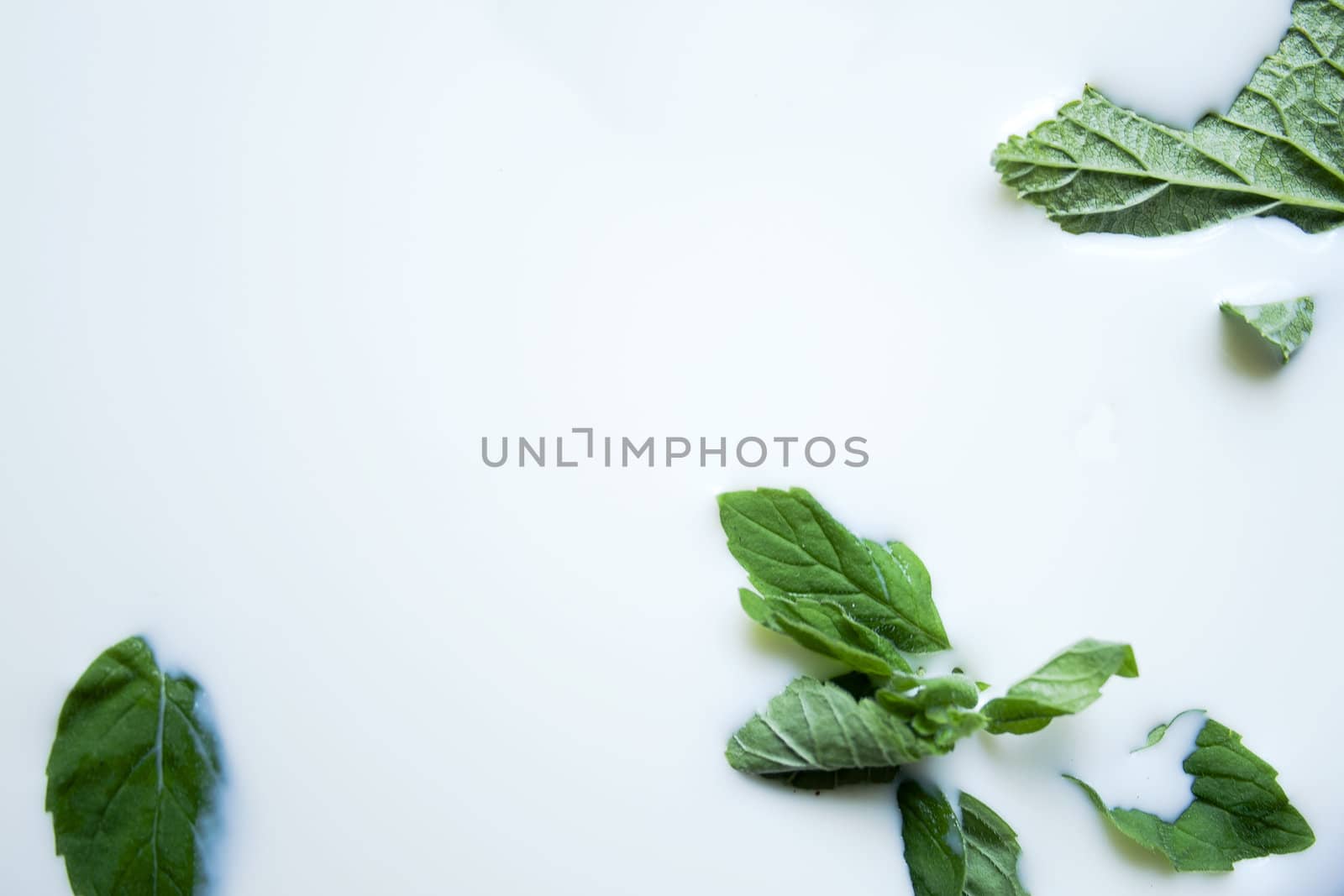 green leaves in white structure