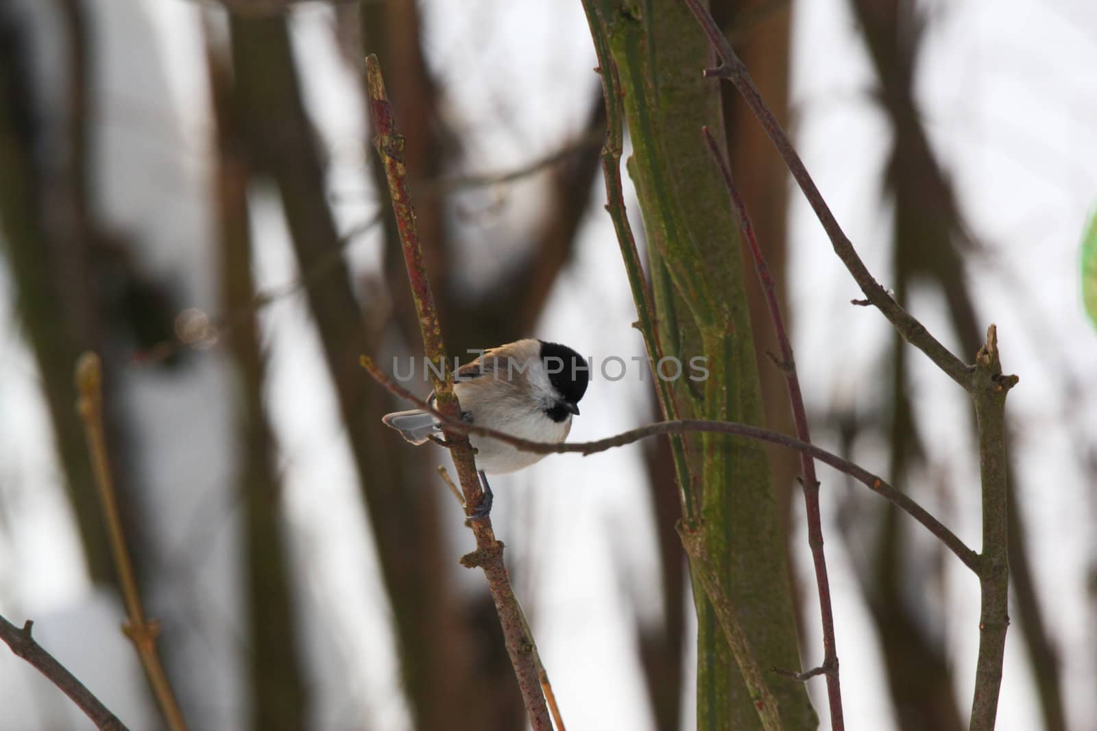 willow tit on a twig in winter