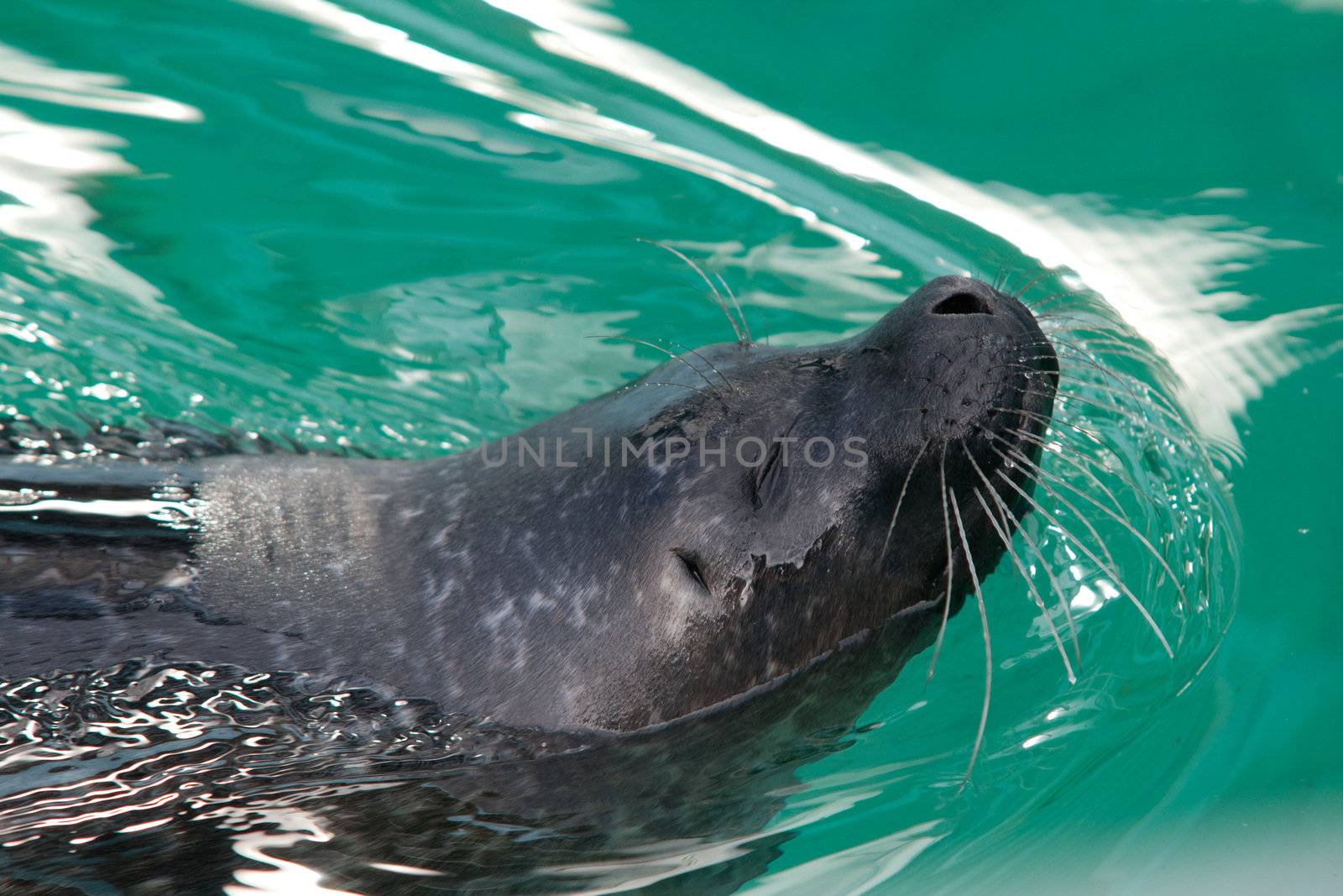 Seal