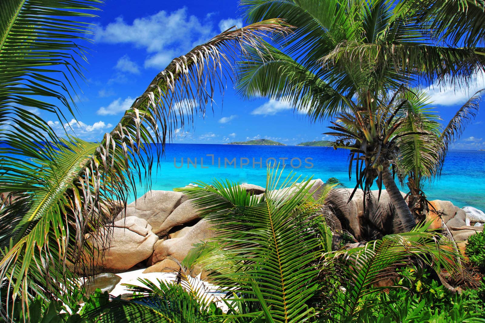 Marvellous beach with palm trees in the foreground - horizontally