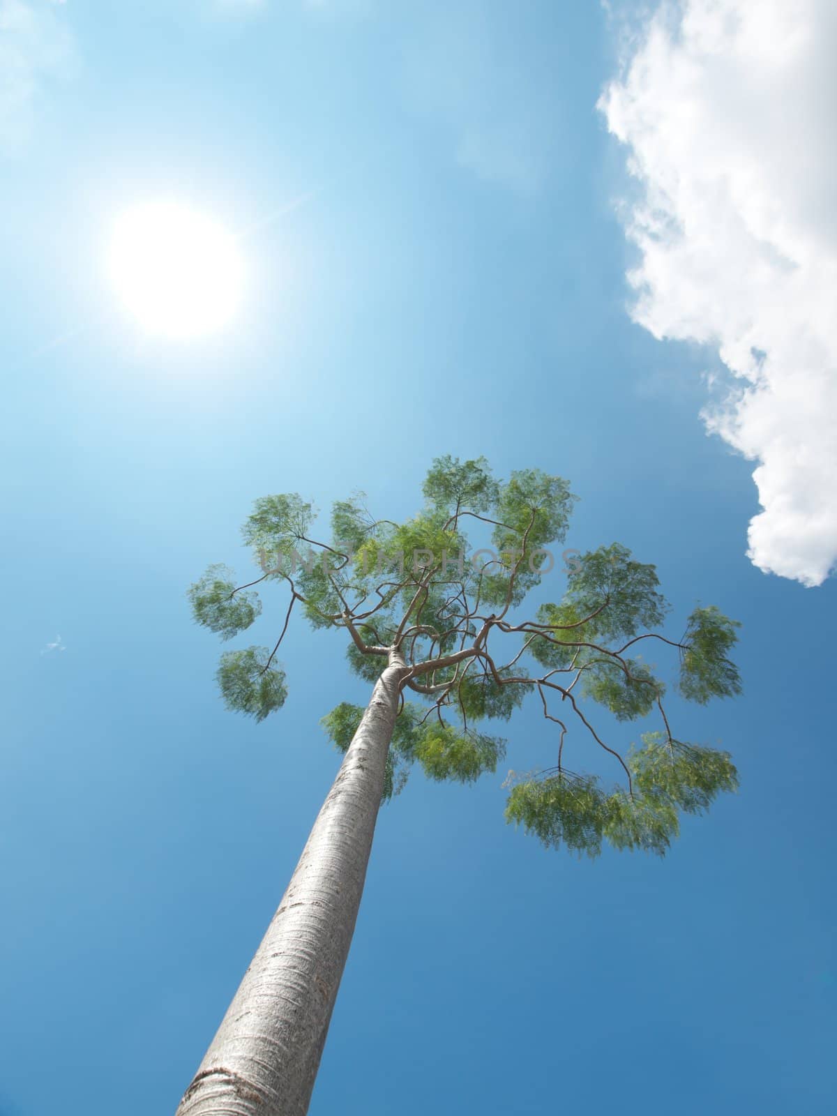 Beautiful tree against bright and cloudy sky