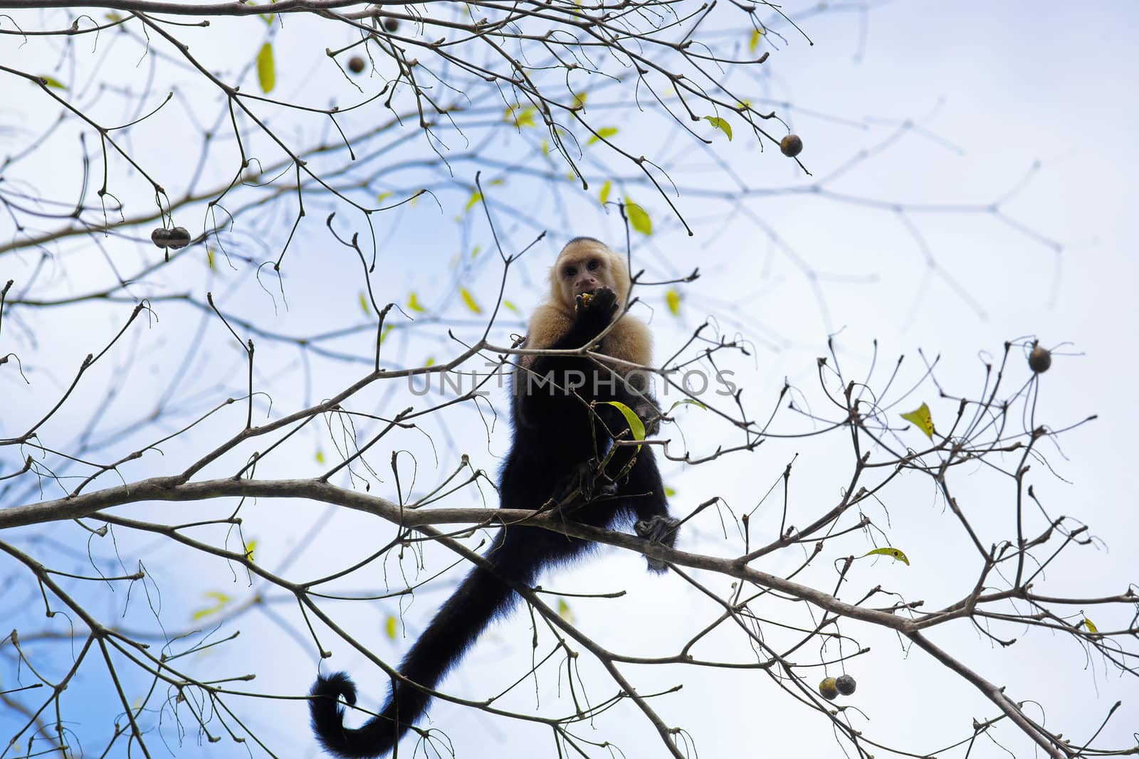 White faced Capuchin sitting in a tree, with blue sky in the background