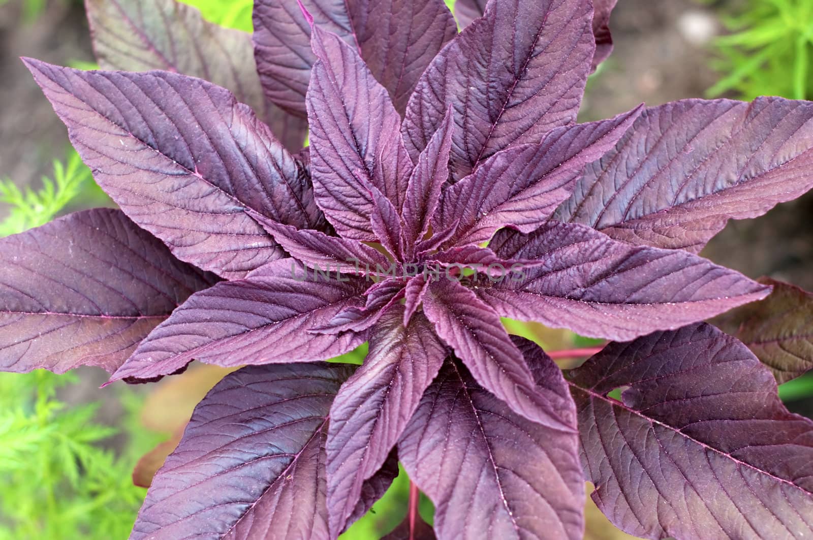 Plant of violet colour close up by alena0509
