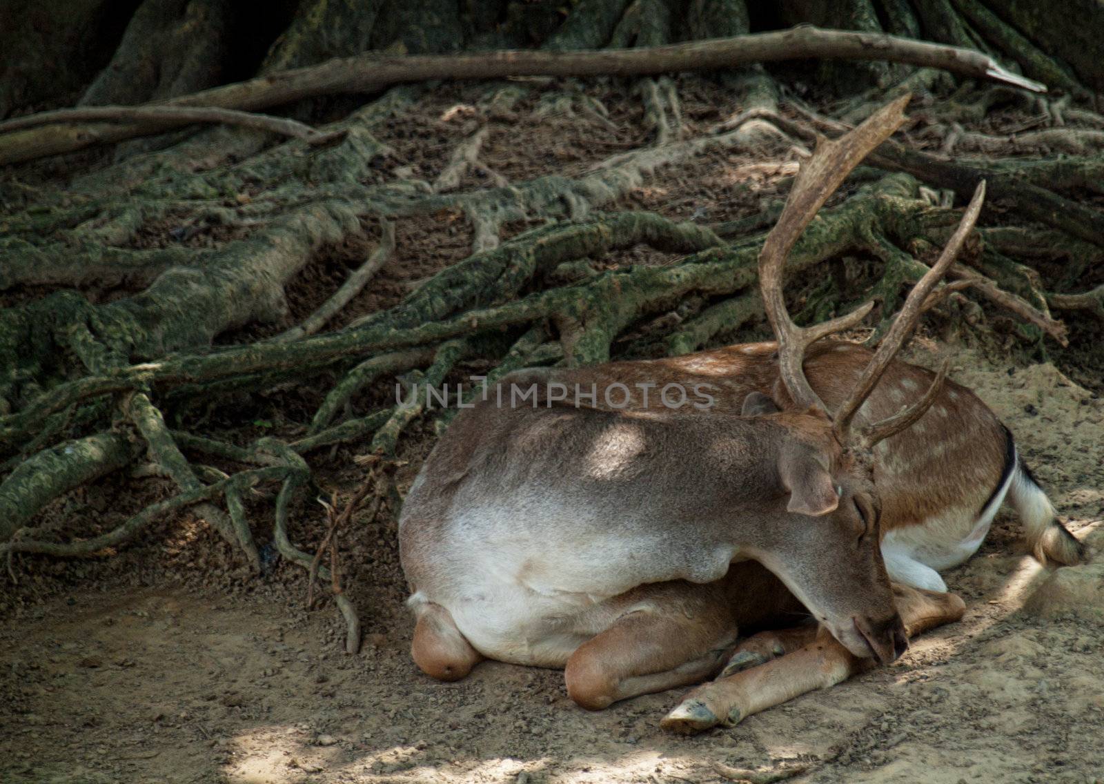 Sleeping deer in the forest beside a tree