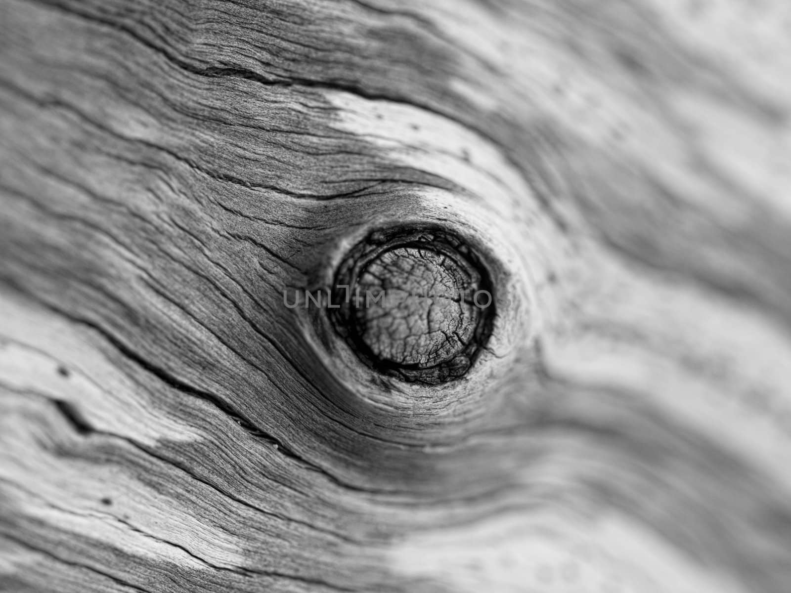 Closeup of a dead tree trunk  with shallow depth of field