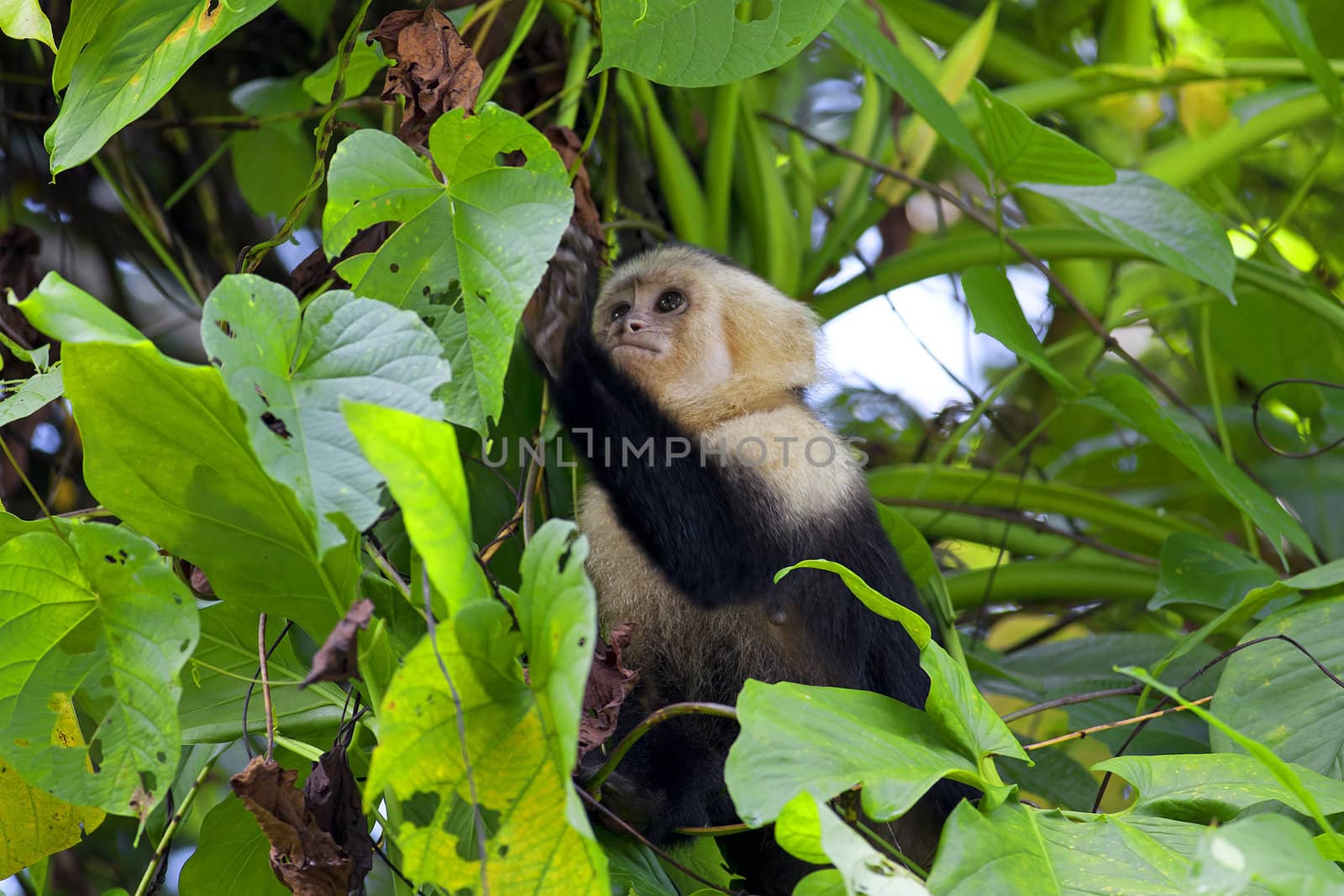 White faced Capuchin sitting in a tree, Manuel Antonio national park