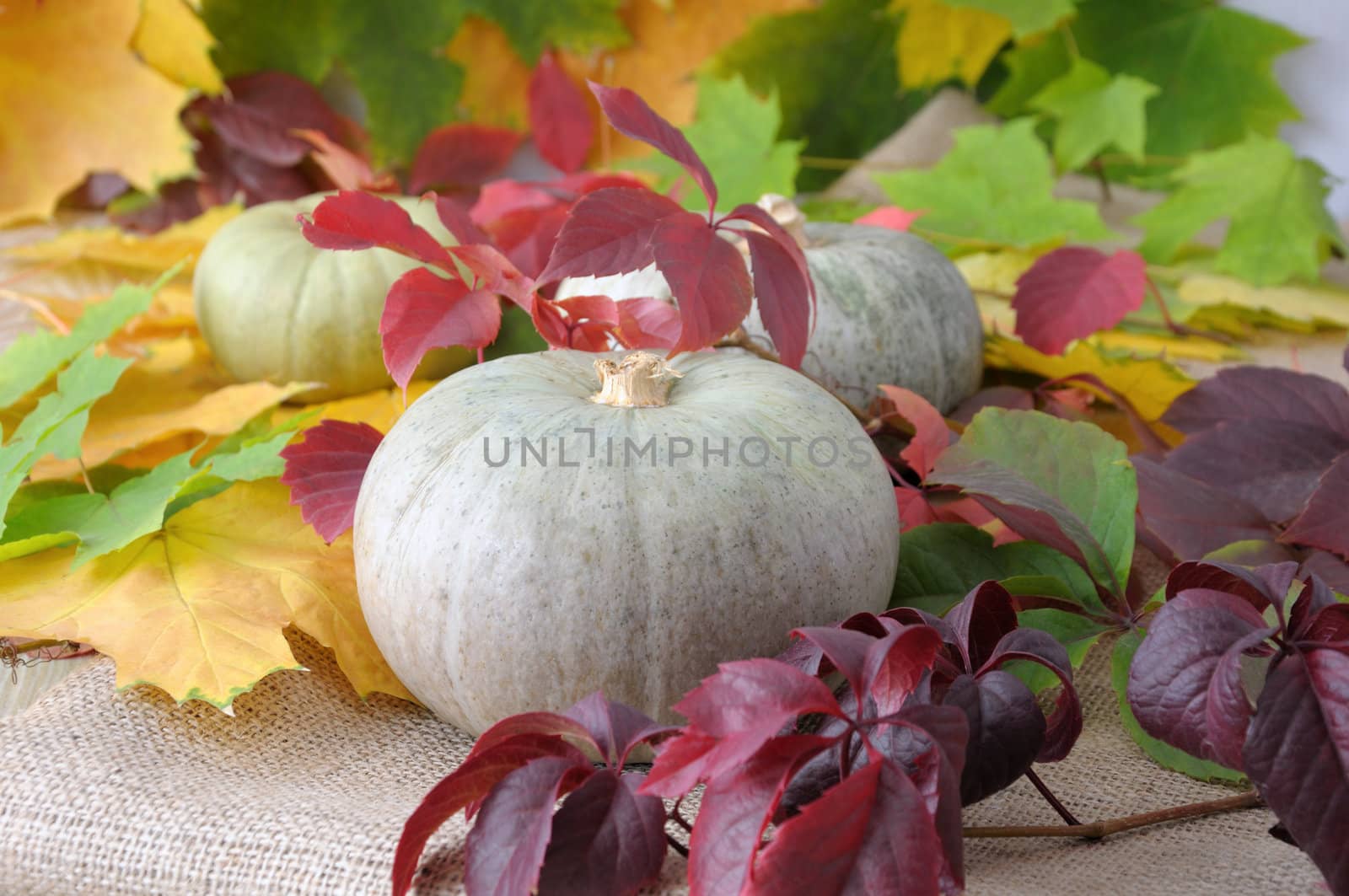 Small gray pumpkin on the background of autumn leaves