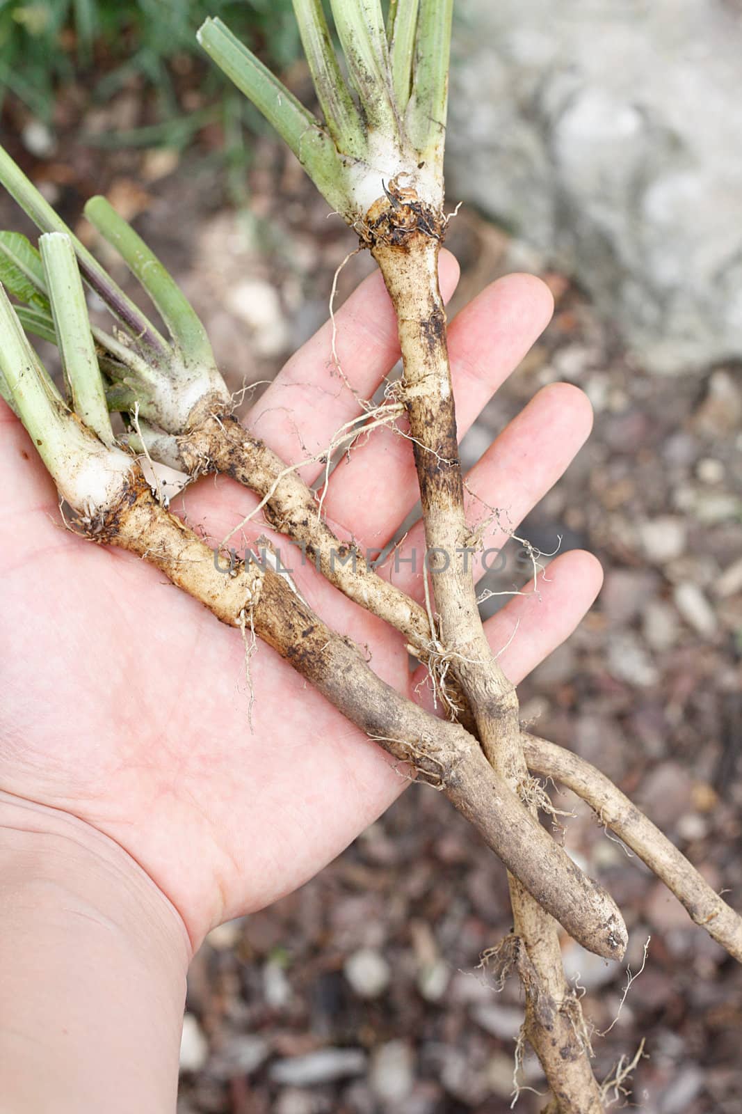 Three roots of horse radish