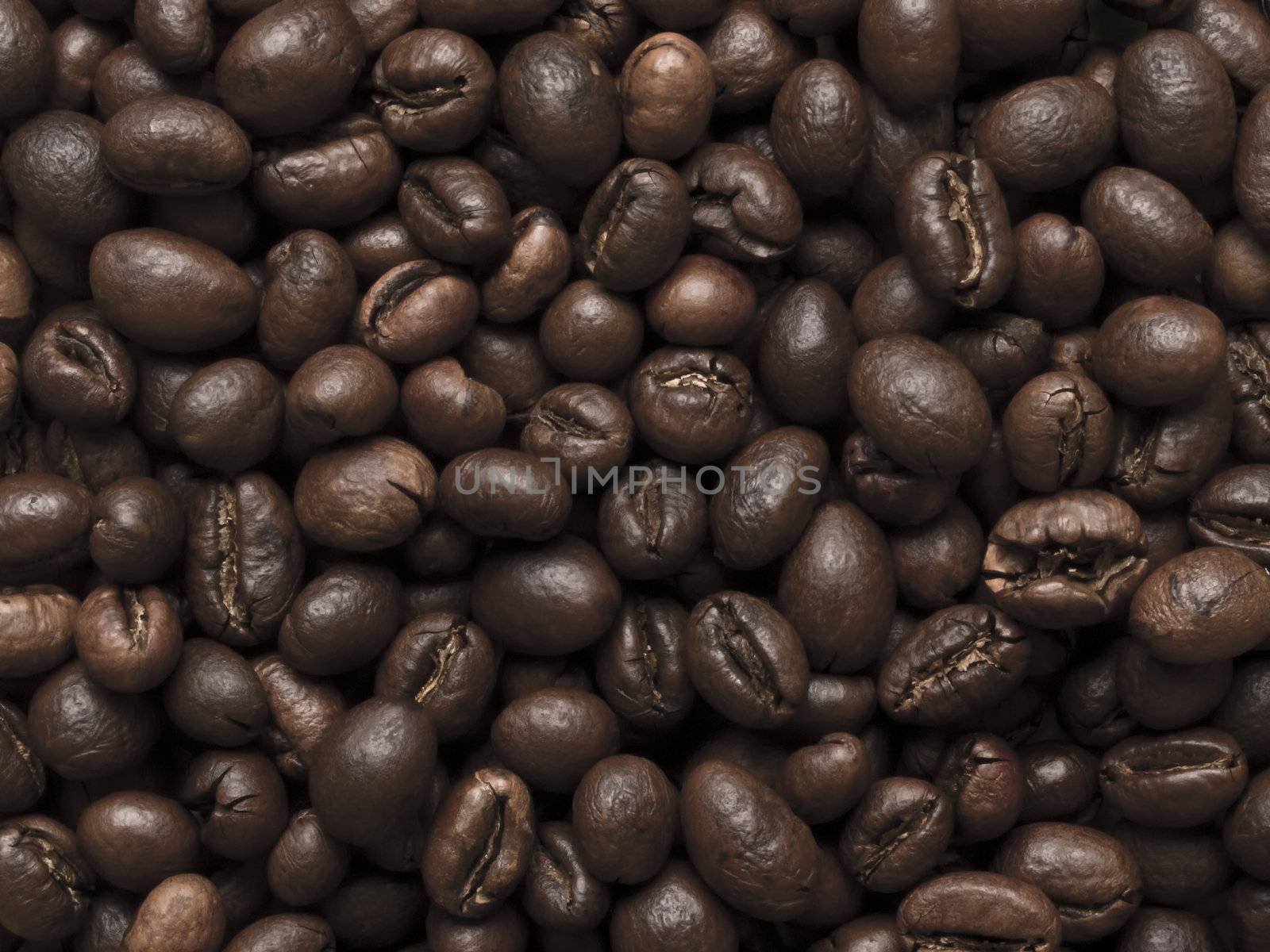 close up of peabody coffee beans