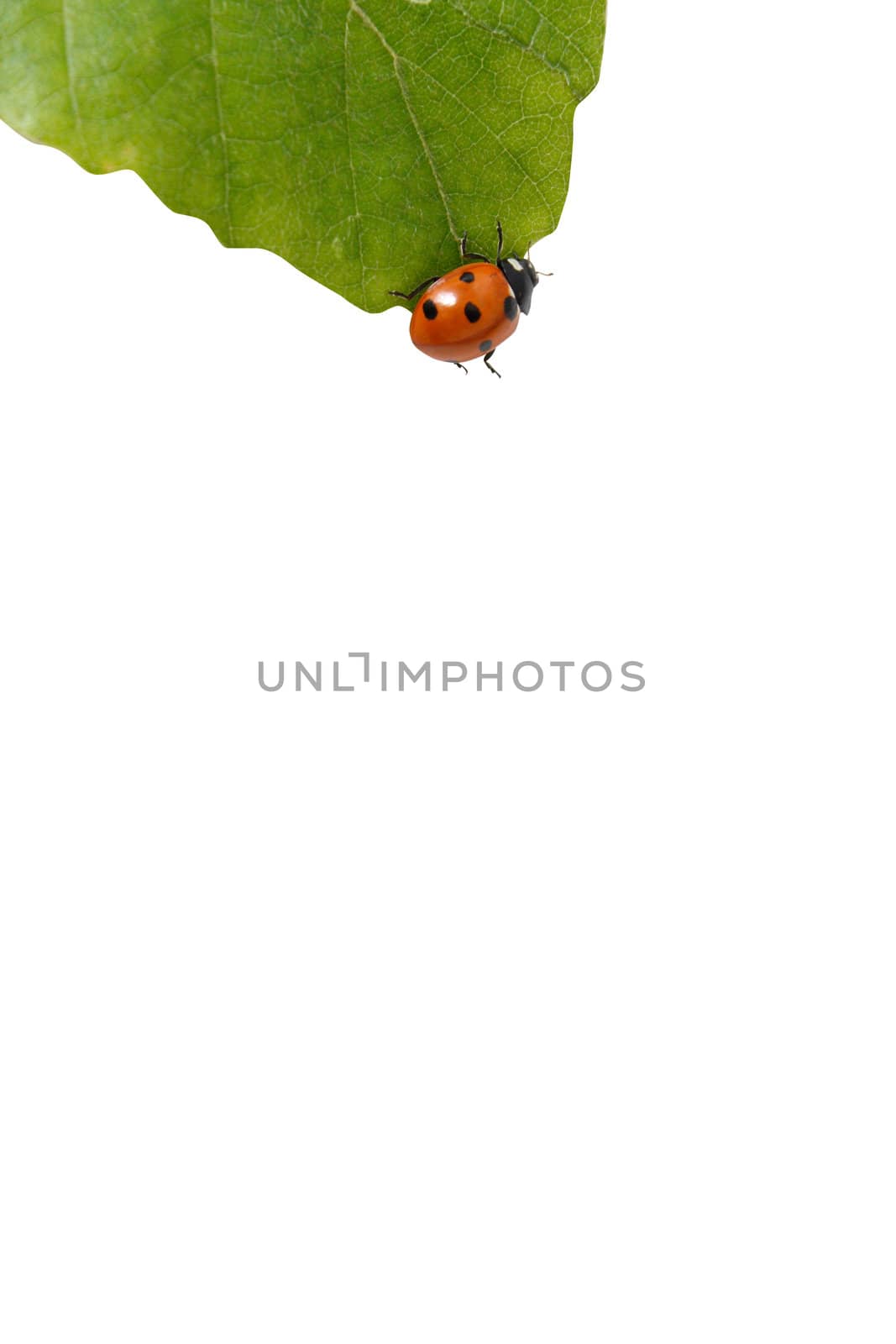 Lady bug on a leaf