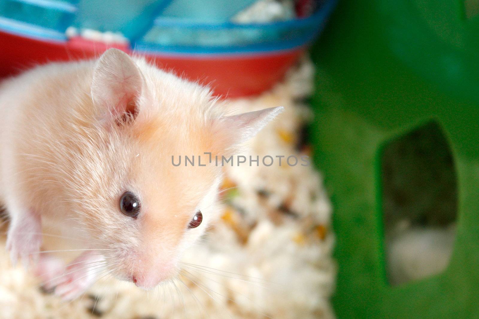 A small cute hamster in a cage