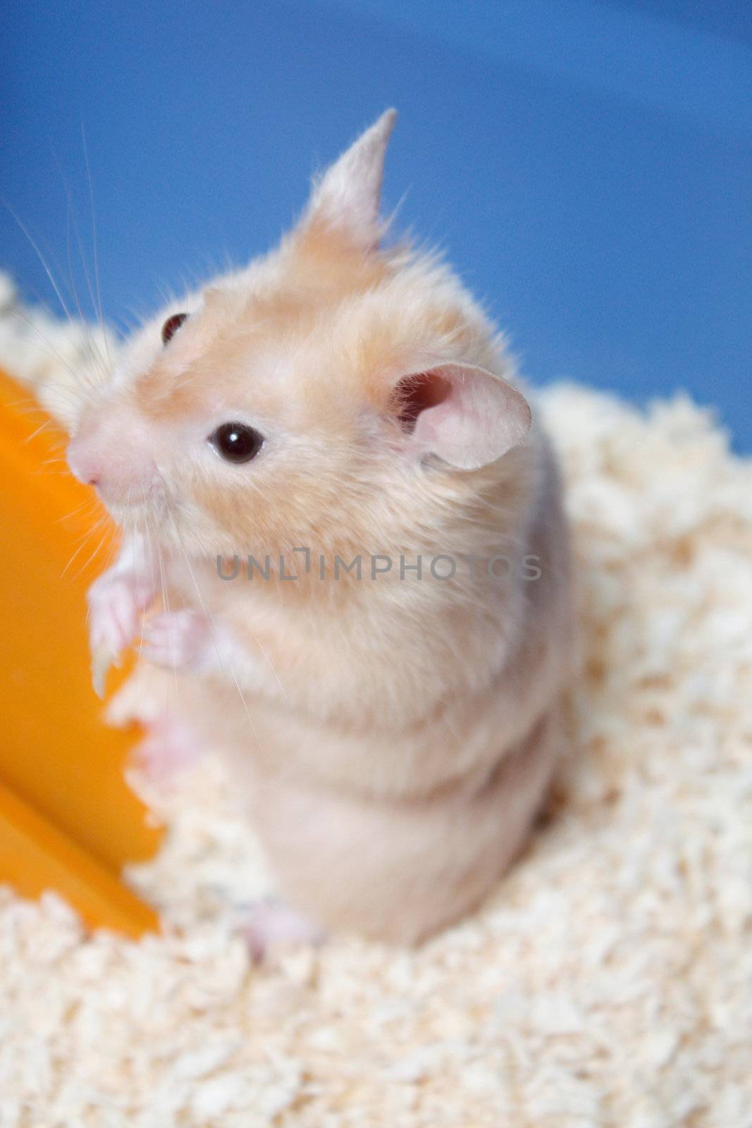 A small cute hamster in a cage