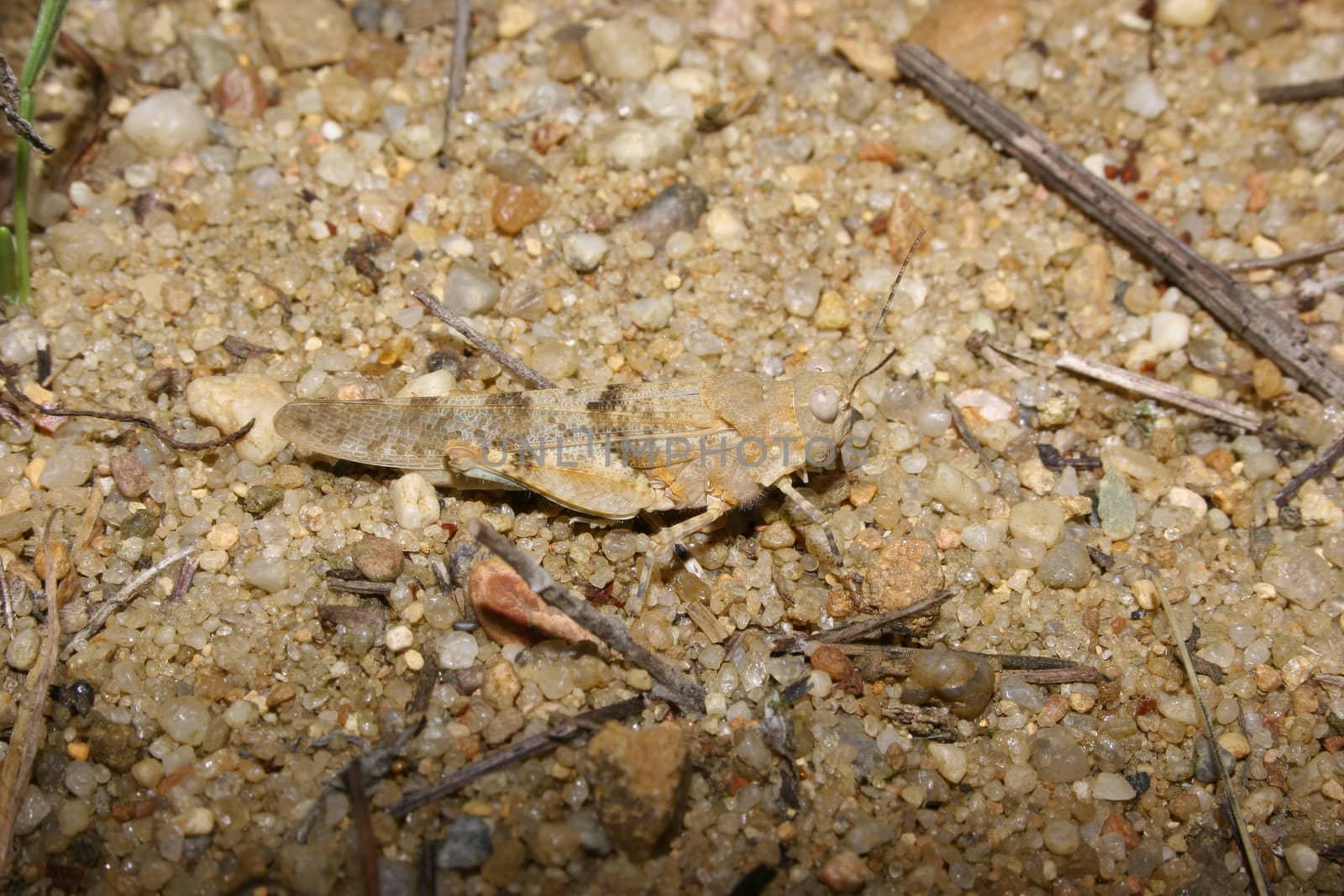 Male of a Red Sand Grasshopper (Sphingonotus caerulans)