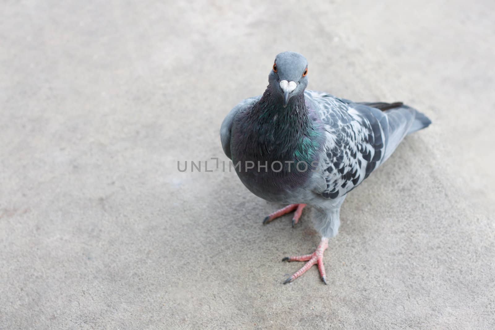 Pigeon by leeser