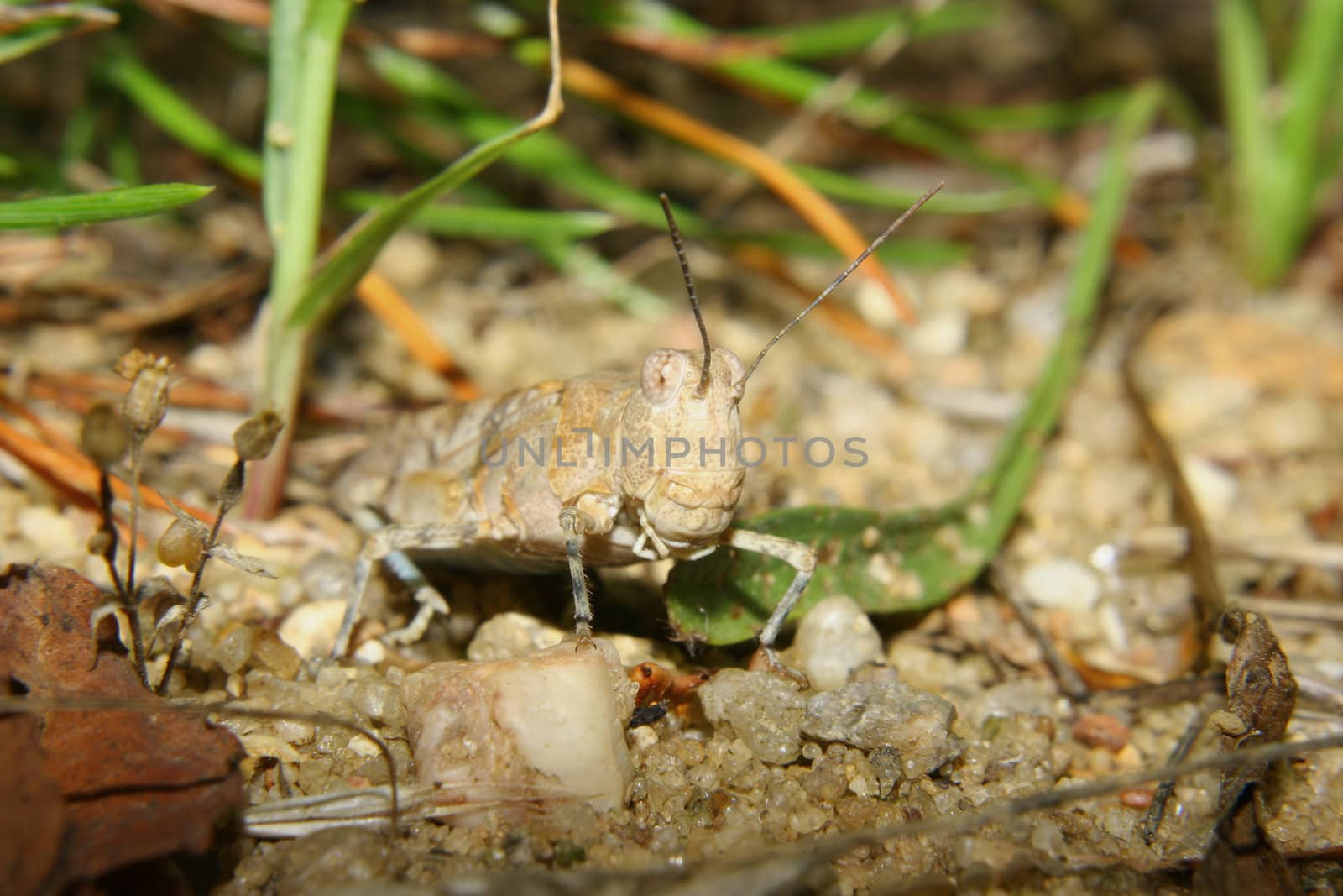 Red Sand Grasshopper (Sphingonotus caerulans) by tdietrich