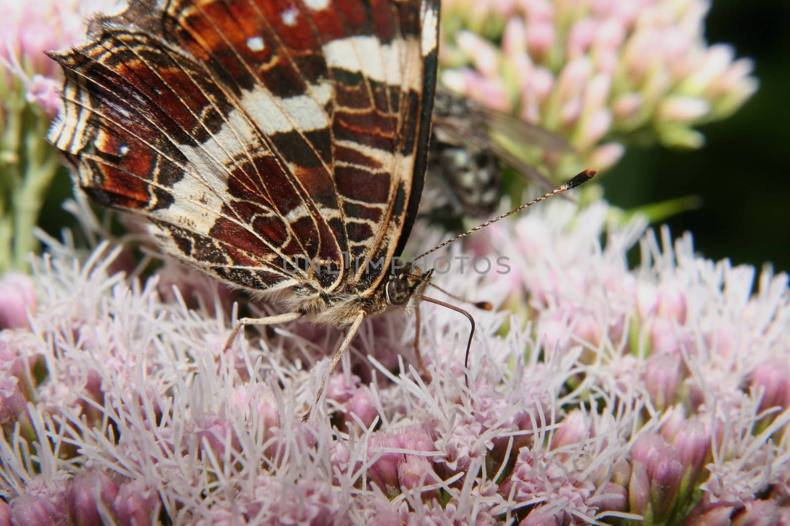 Map (Araschnia levana) sucking on a flower - Portrait