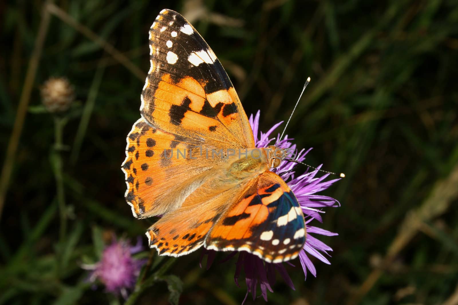 Painted Lady (Vanessa cardui) by tdietrich