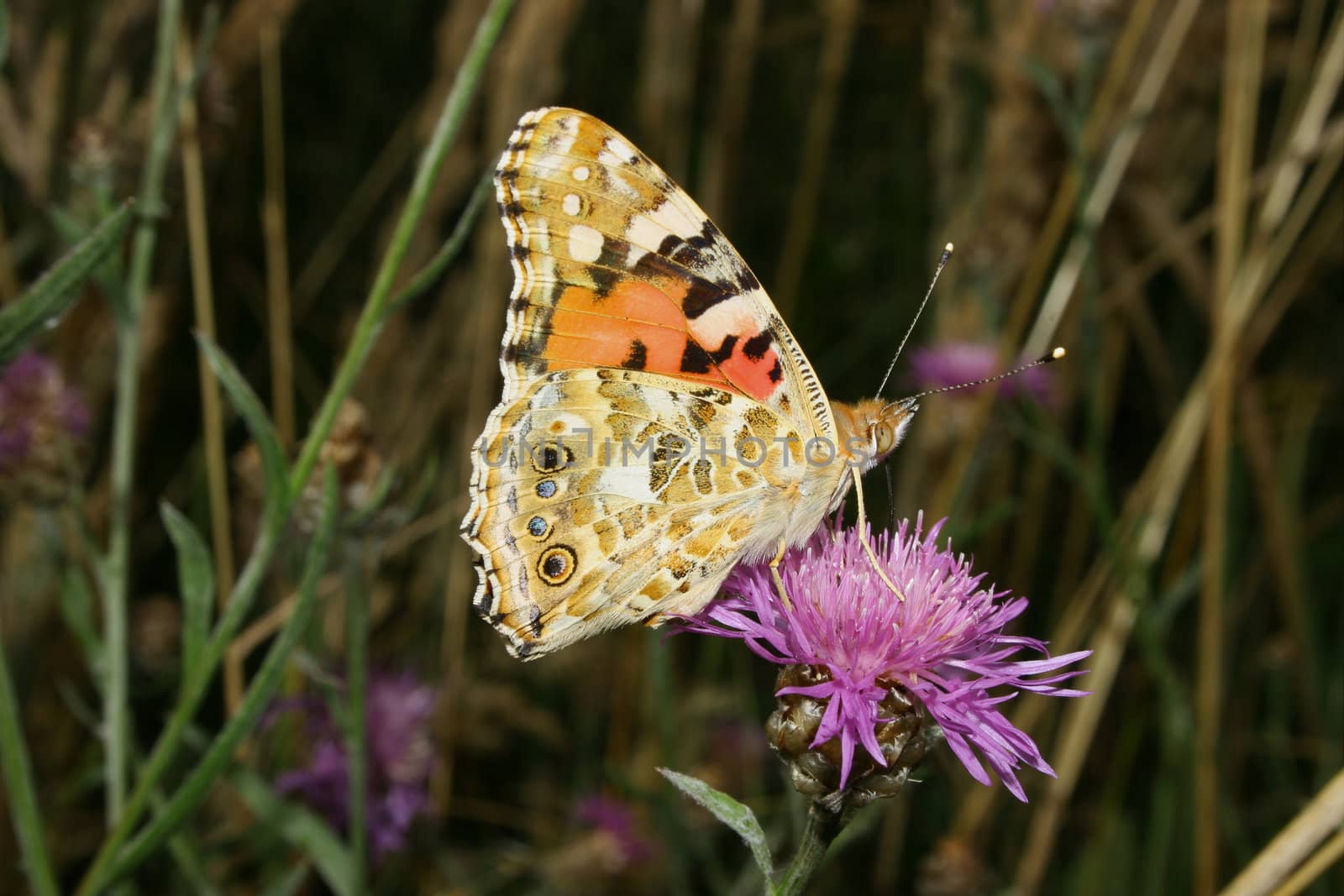 Painted Lady (Vanessa cardui) by tdietrich
