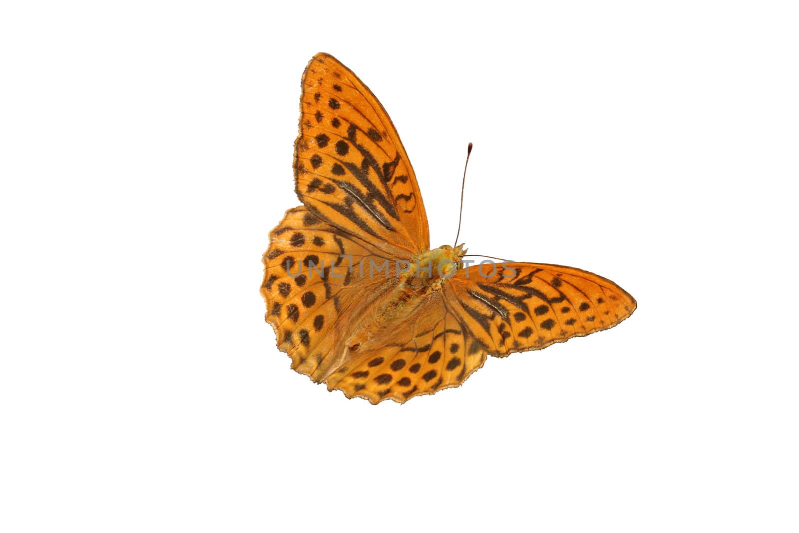 Silver-washed Fritillary (Argynnis paphia) - isolated