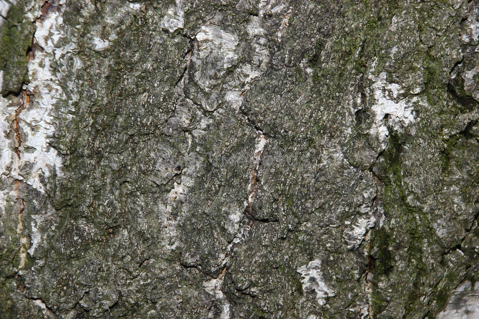 Birch bark by tdietrich
