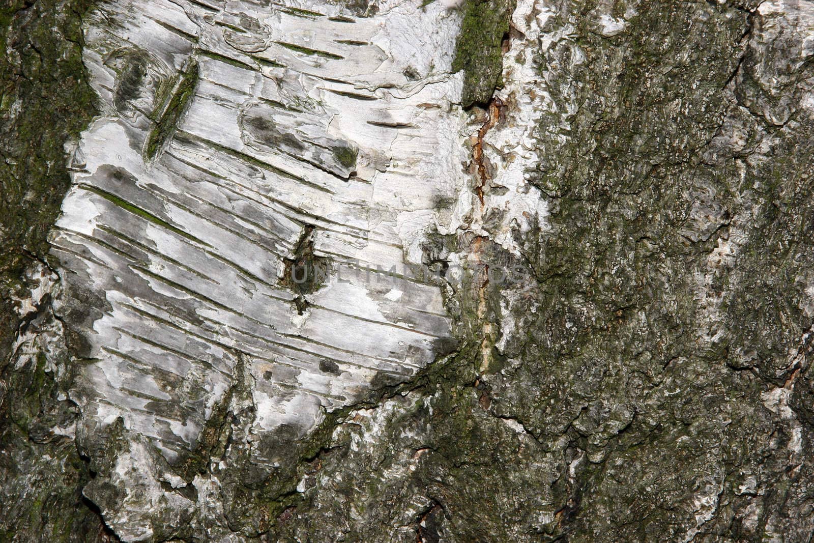 Birch bark by tdietrich