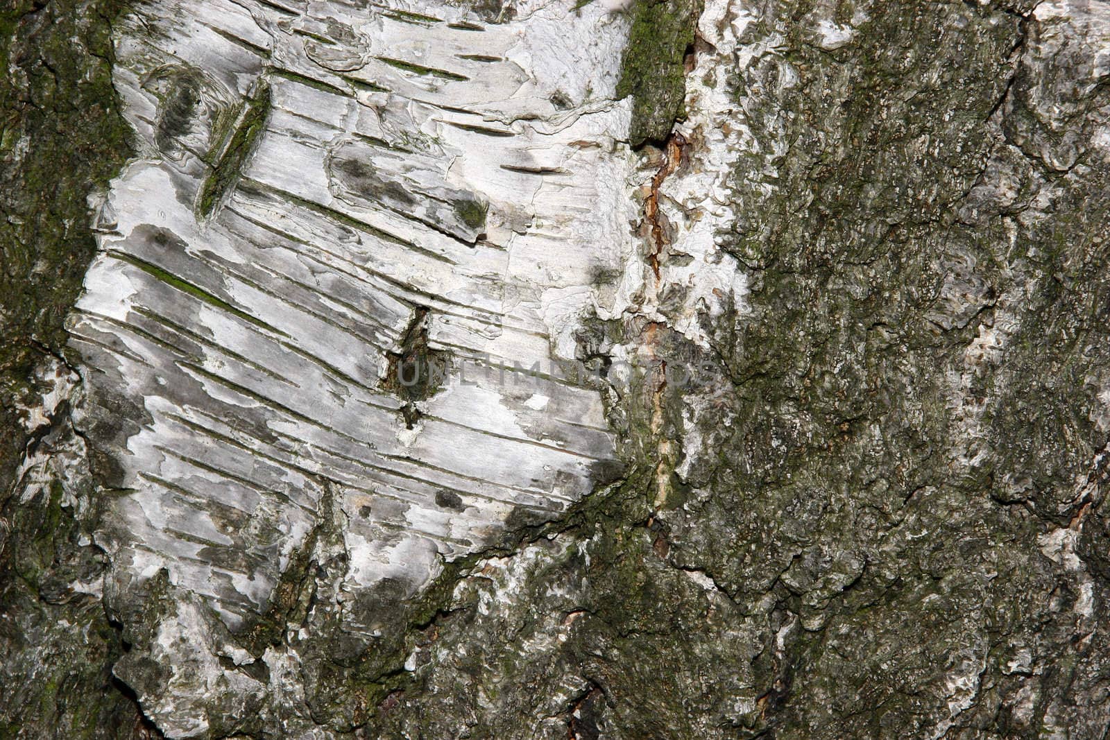 Bark of a Birch tree