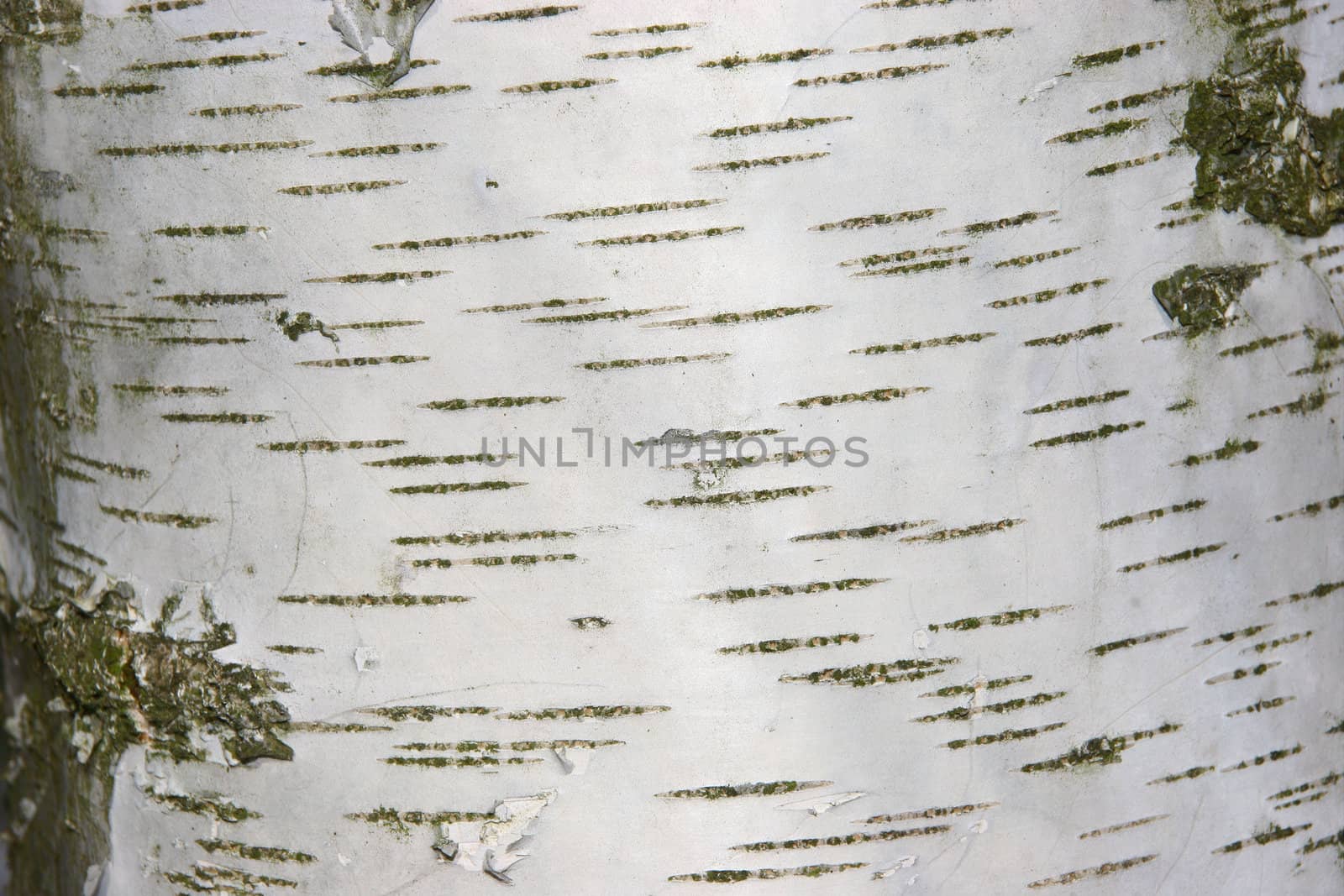 Bark of a Birch tree