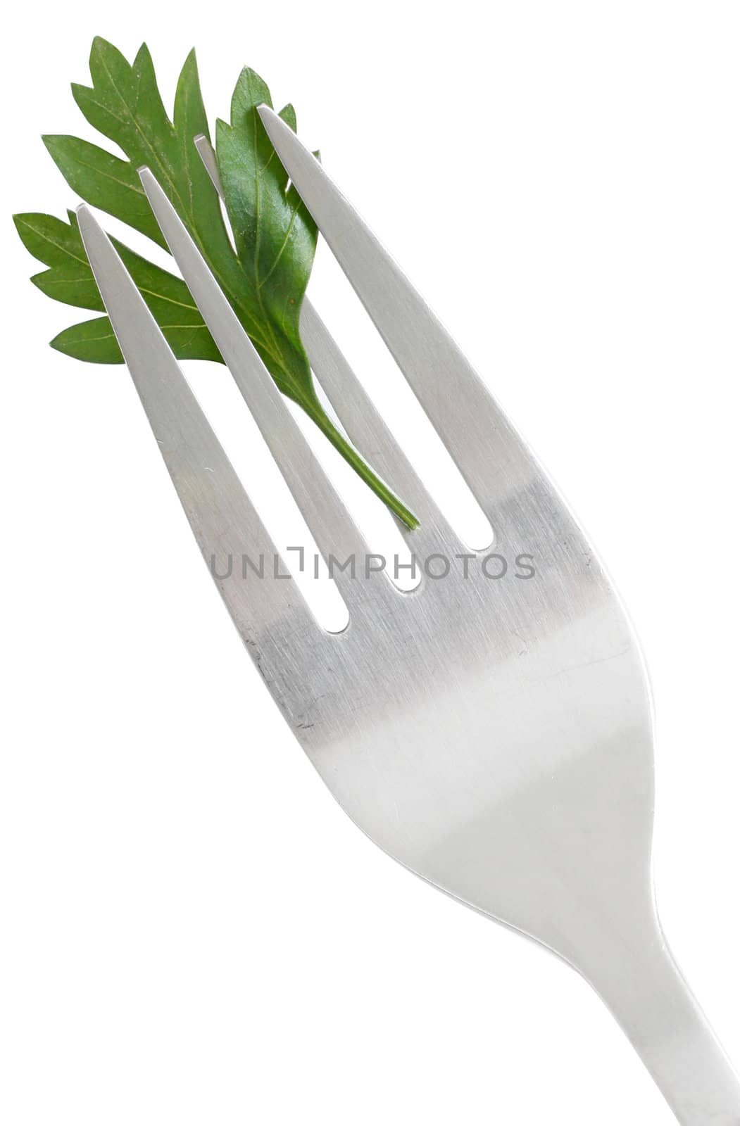 Parsley isolated on a white bg