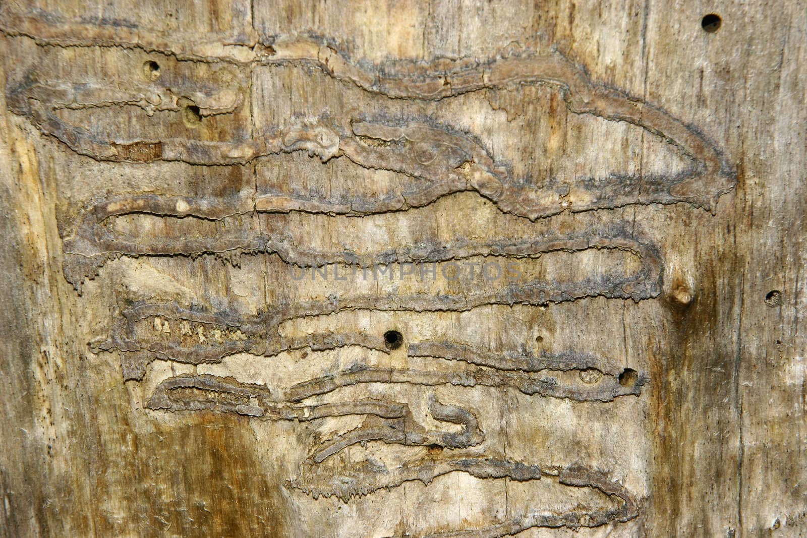 Dead wood with worm holes