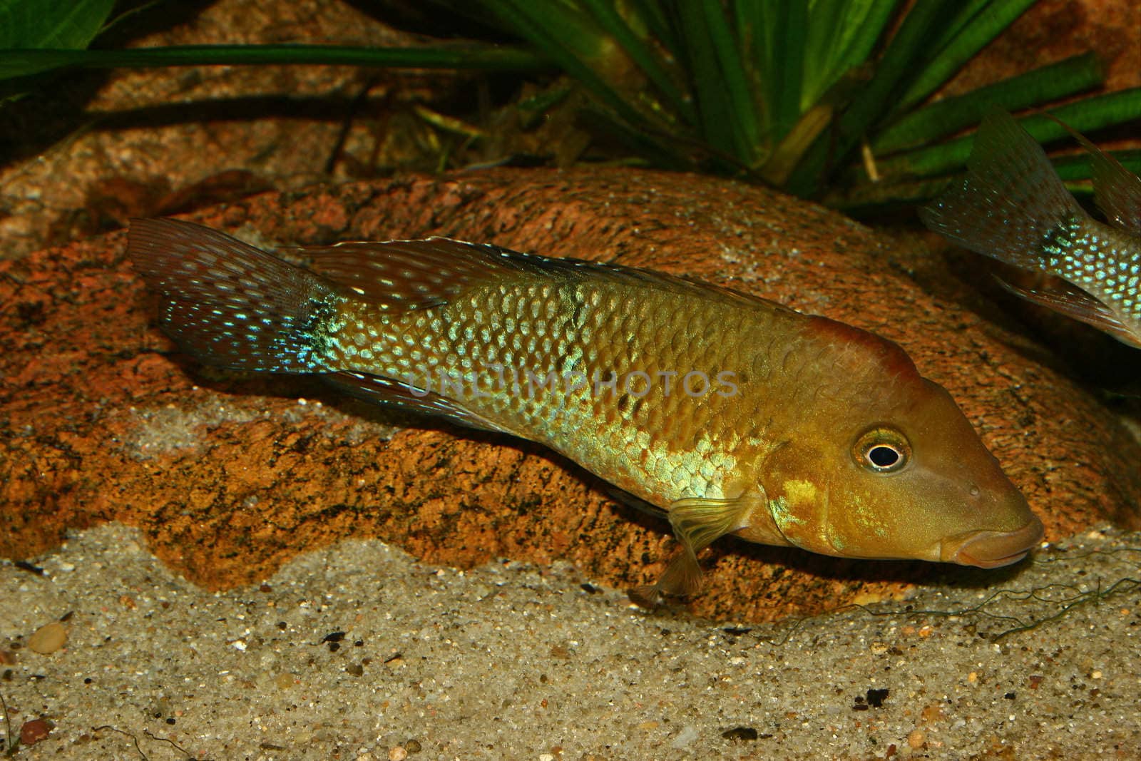 Redhead cichlid (Geophagus steindachneri) - Male 