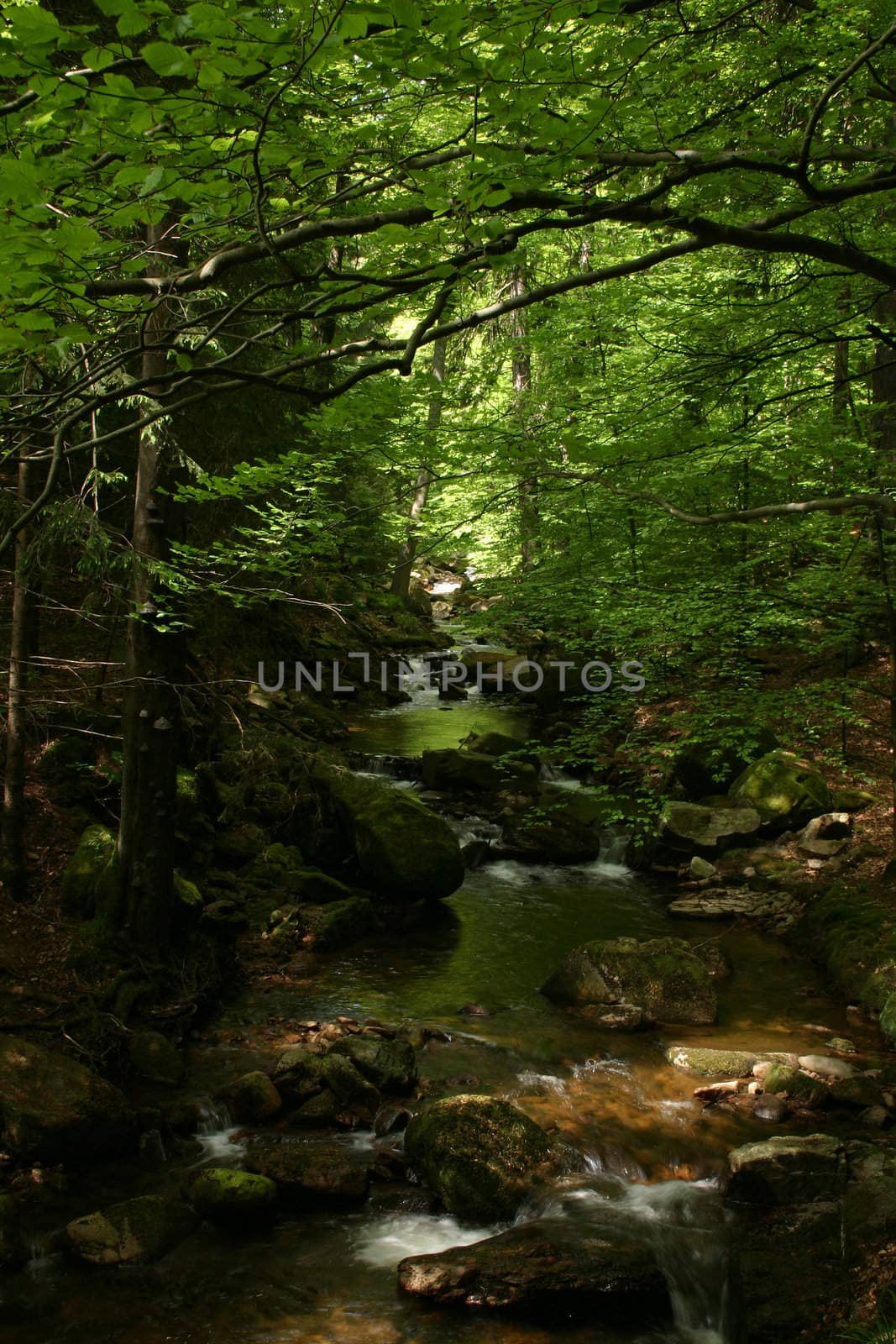 Mountain stream by tdietrich