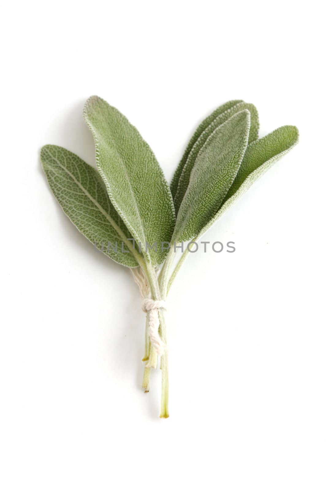 Sage on an isolated background