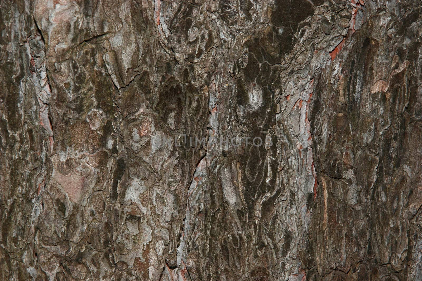 Pine bark by tdietrich