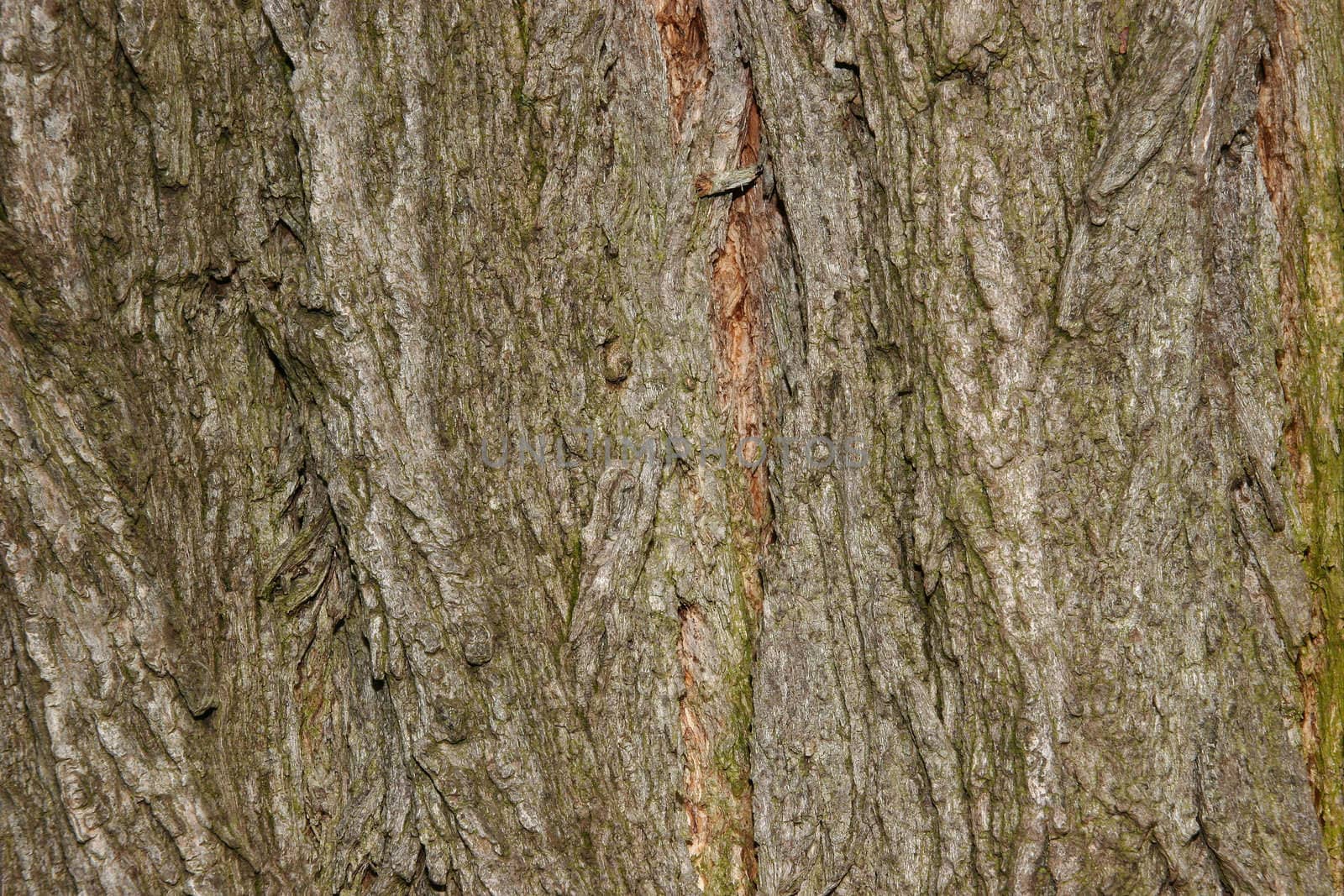 Black locust bark (Robinia pseudoacacia) by tdietrich