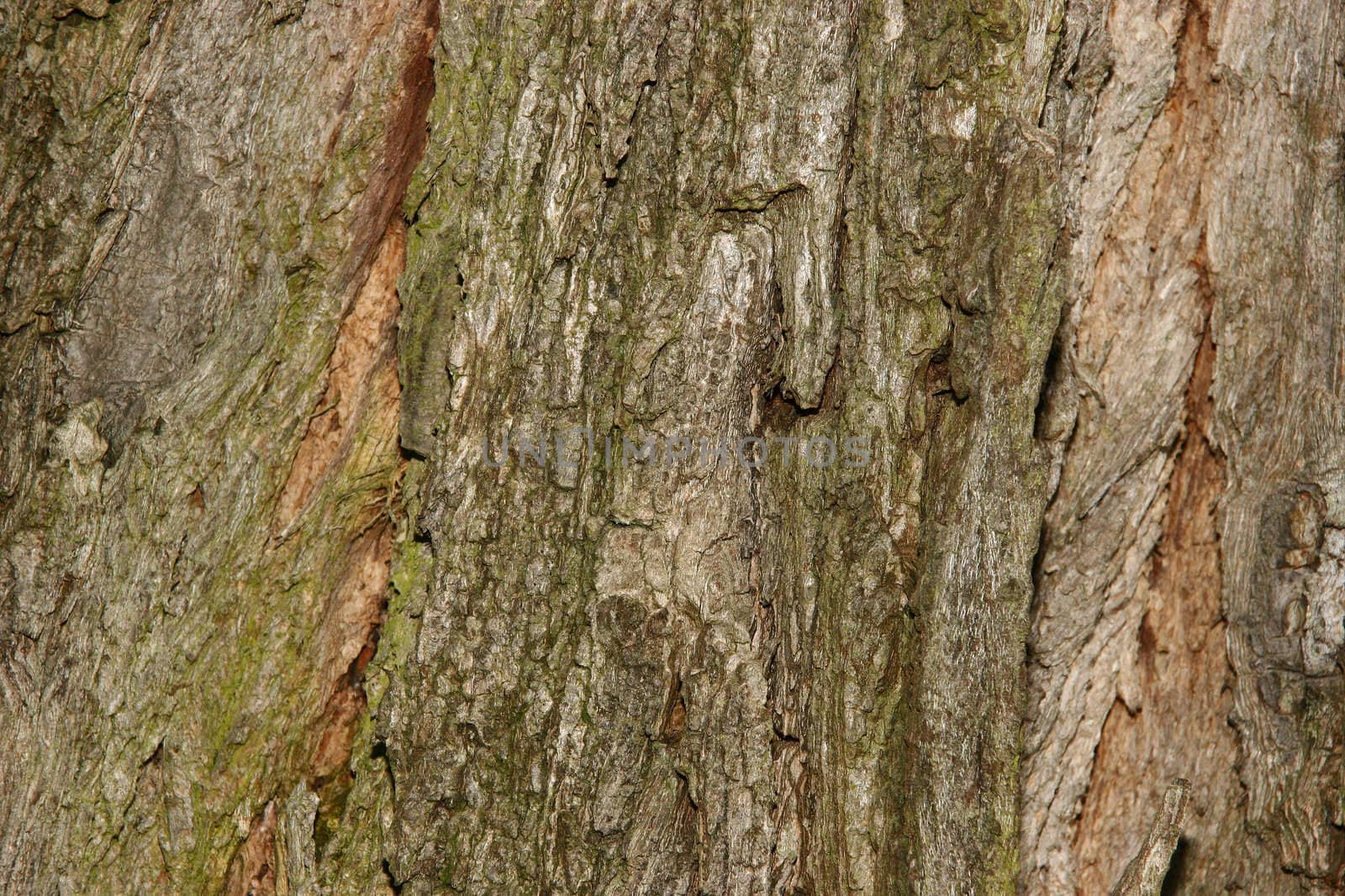 Bark of black locust (Robinia pseudoacacia)