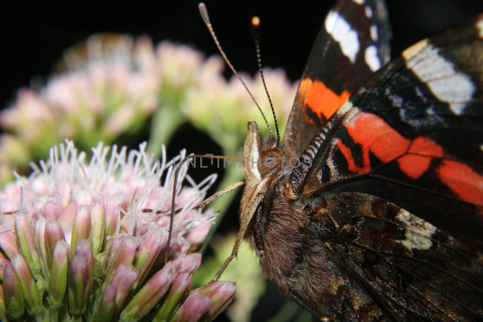 Red Admiral (Vanessa atalanta) by tdietrich