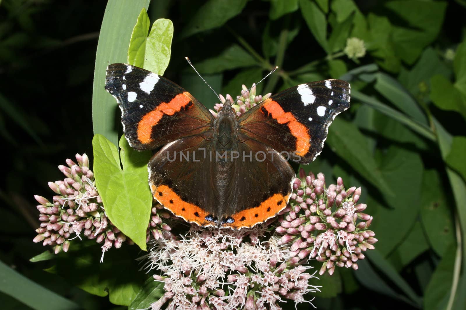 Red Admiral (Vanessa atalanta) on a flower