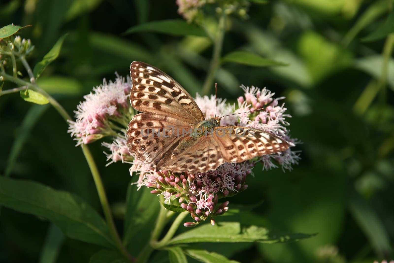Silver-washed Fritillary (Argynnis paphia) by tdietrich