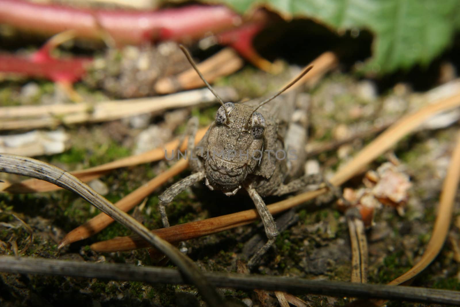 Female of a Blue-winged Grasshopper (Oedipoda caerulescens) - Portrait