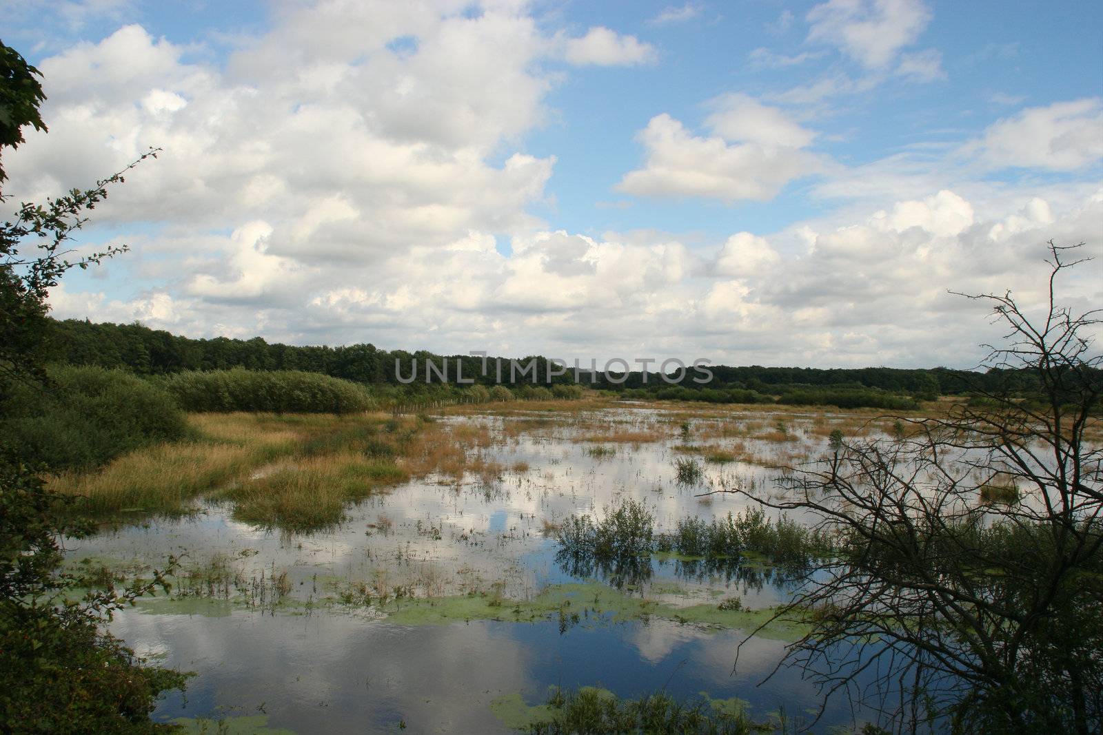 Flooded river floodplain of the Elbe in Saxony-Anhalt / Germany