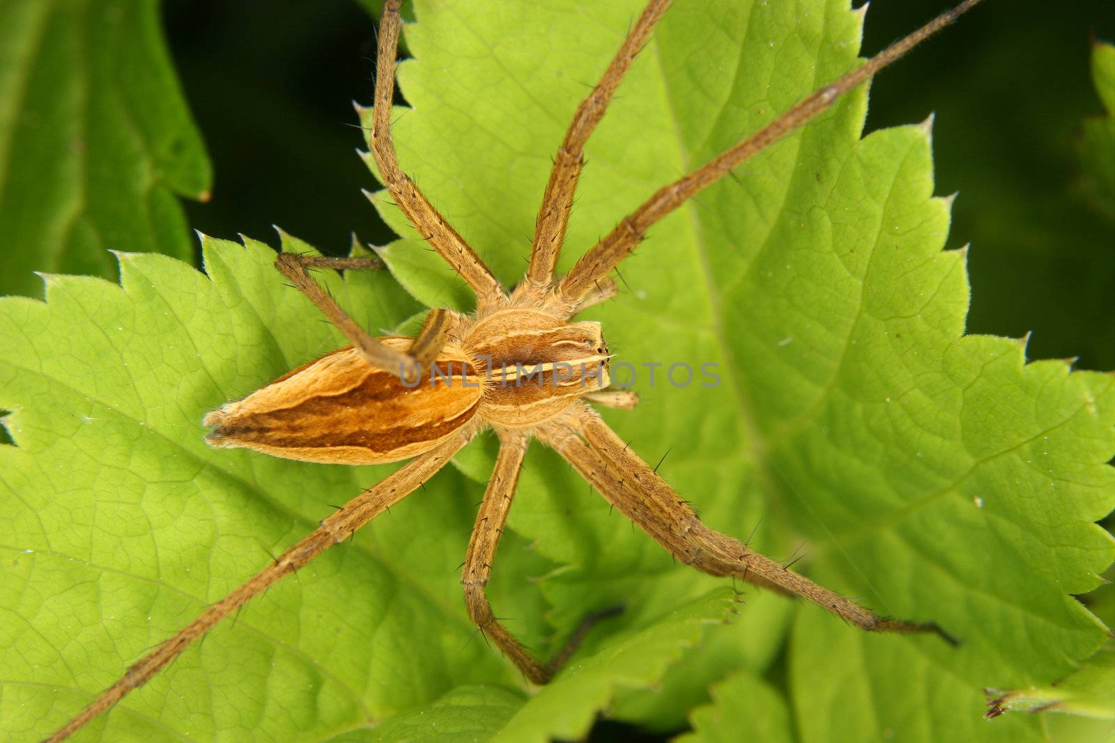 Nursery web spider (Pisaura mirabilis) by tdietrich