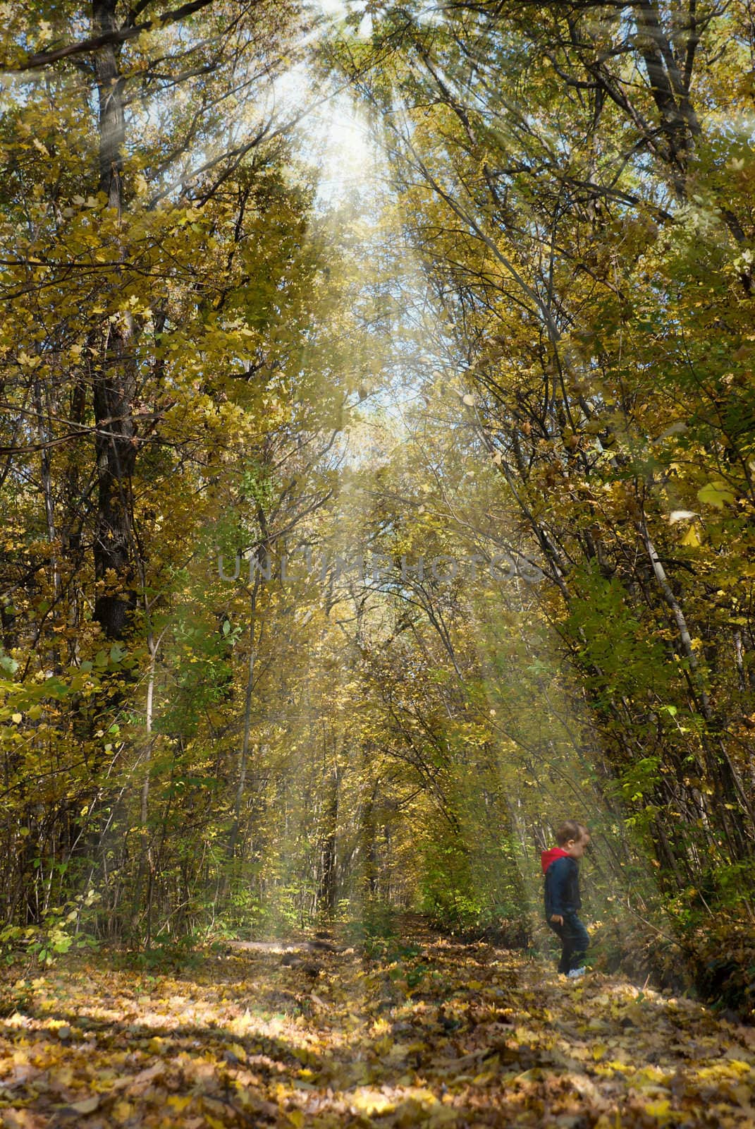 Autumn yellow forest with sun rays and child