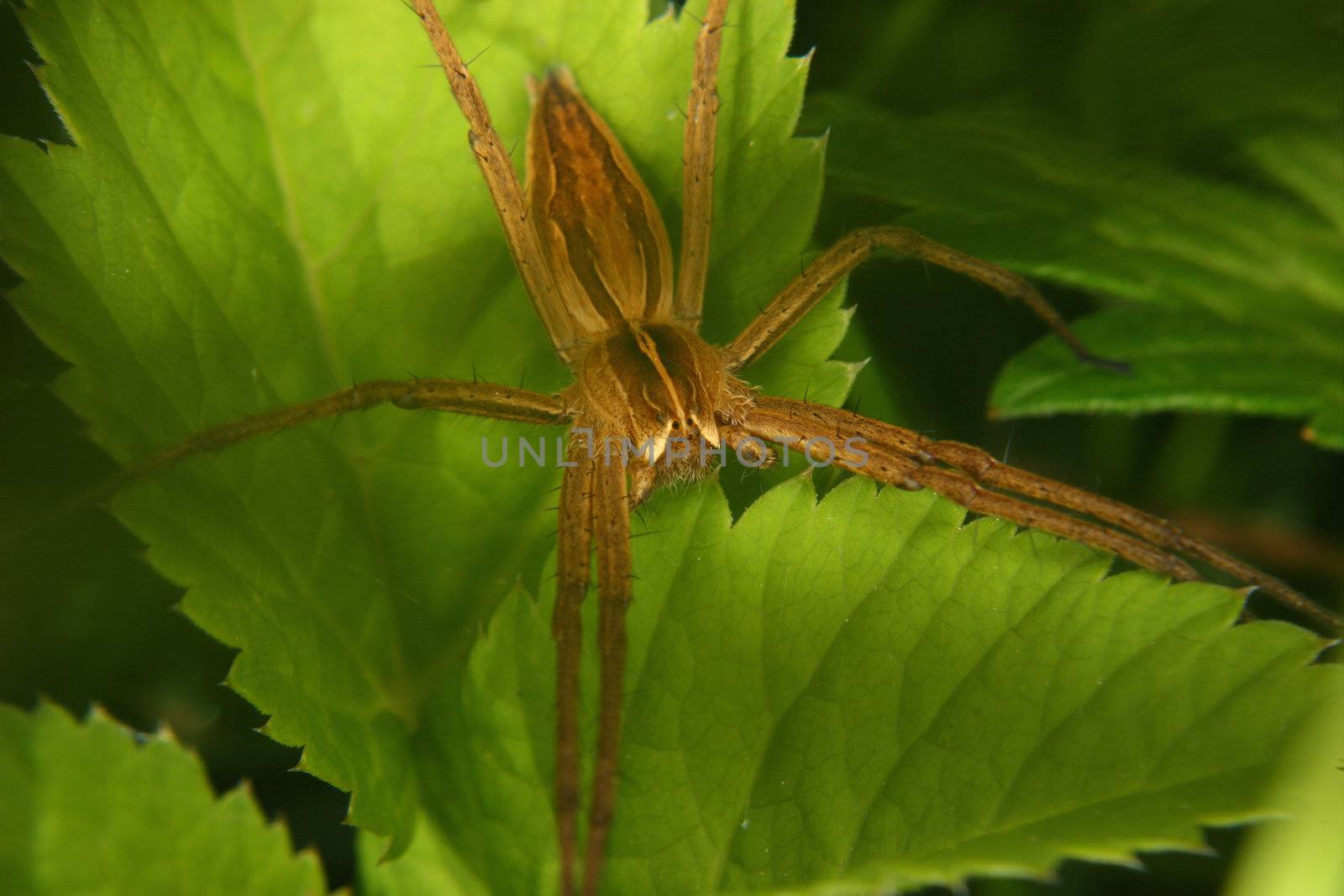 Nursery web spider (Pisaura mirabilis) on a leaf - Portrait