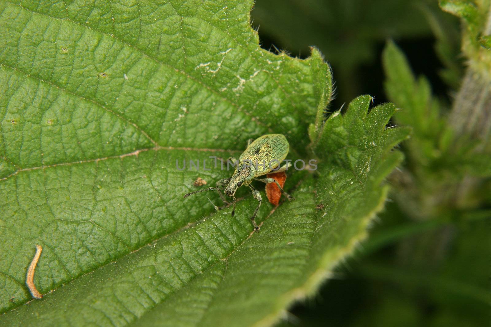 Weevil (Curculio) on a leaf