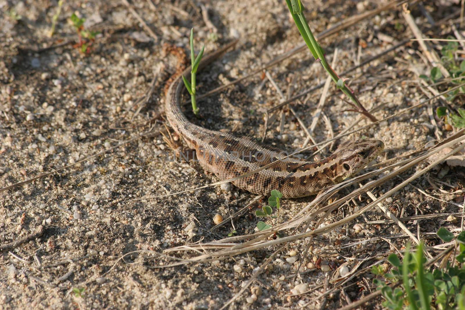 Sand lizard (Lacerta agilis) - pregnant female sunbathing