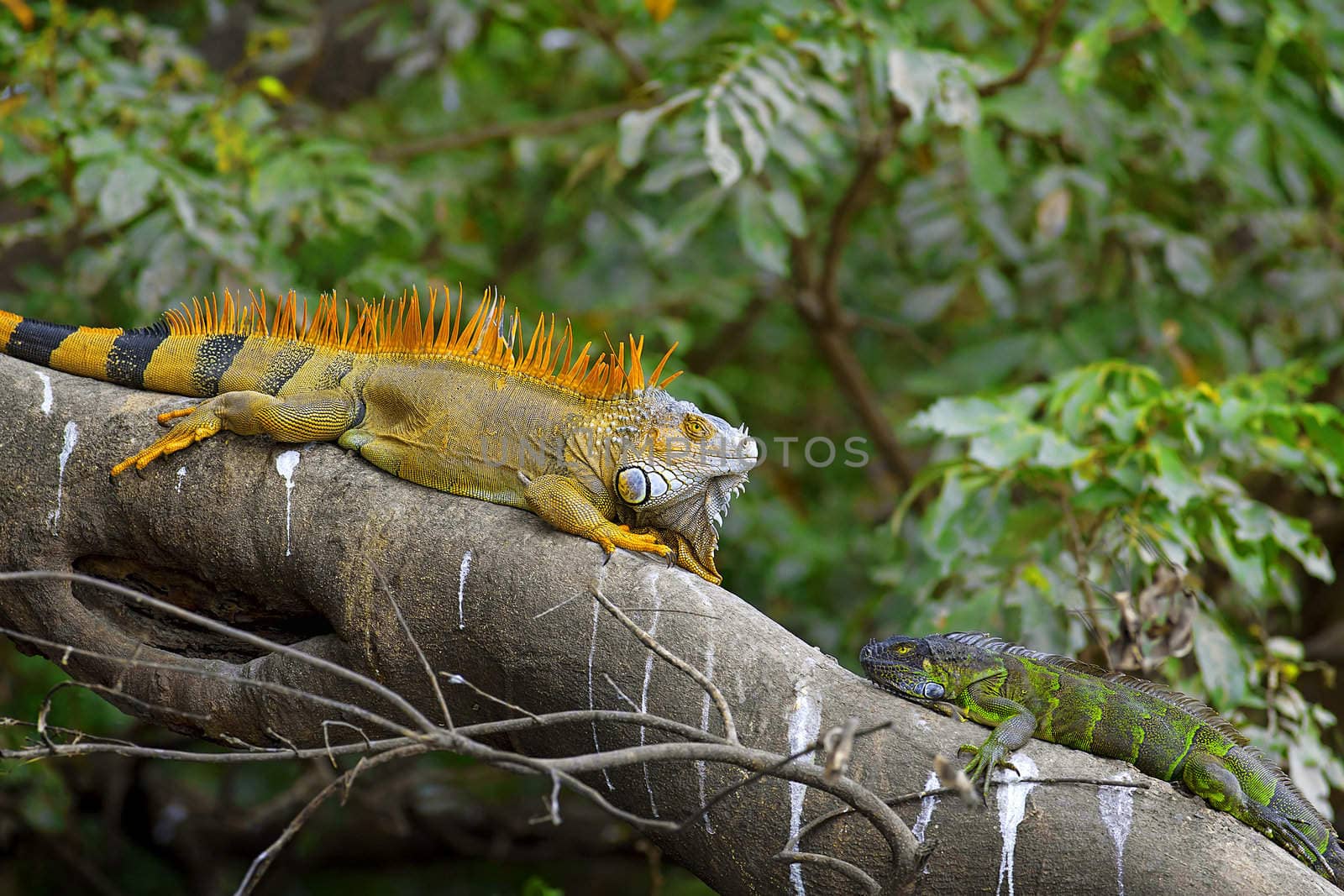 Two Green Iguanas facing each other - mating game.