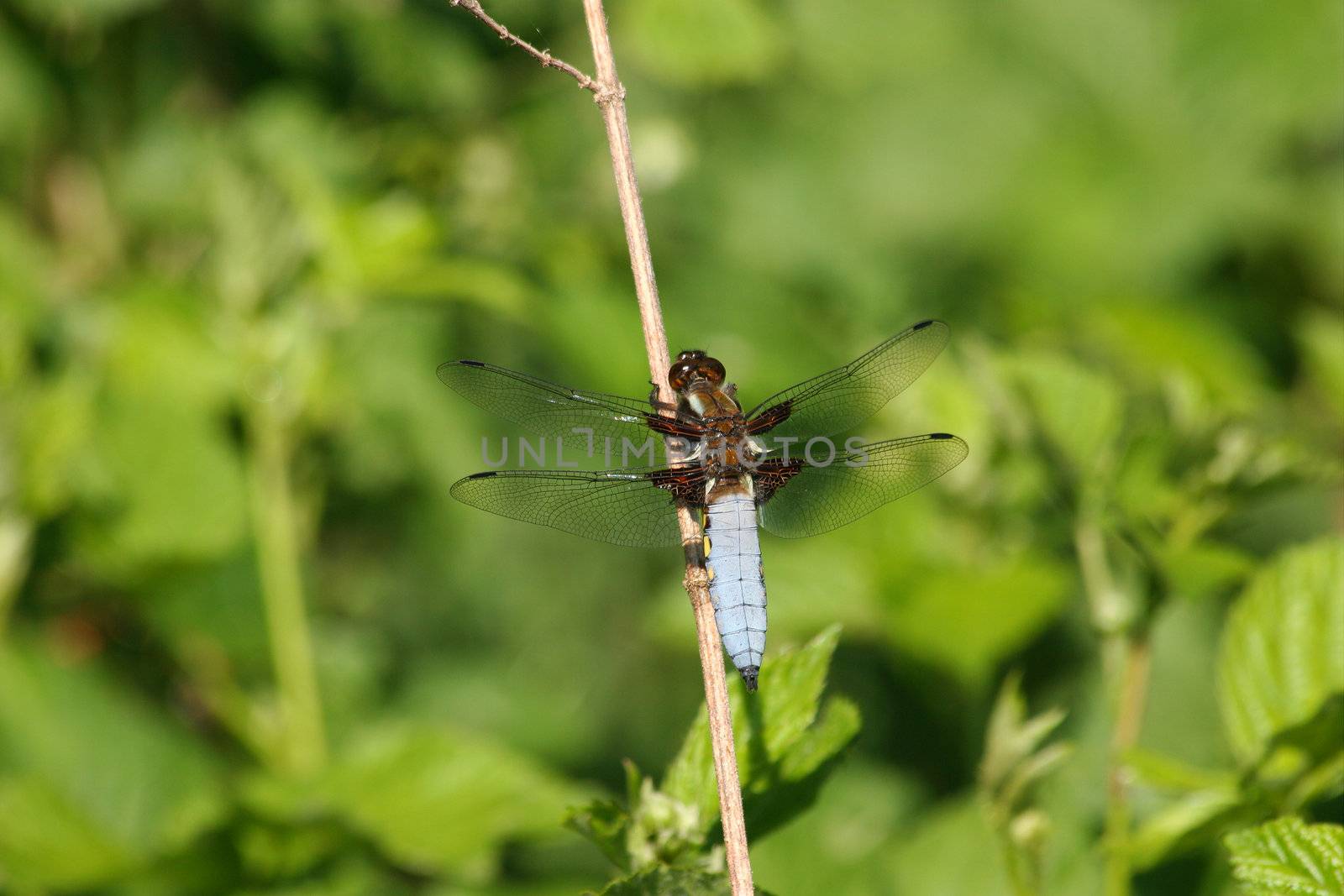 Broad-bodied Chaser (Libellula depressa) - male on a branch