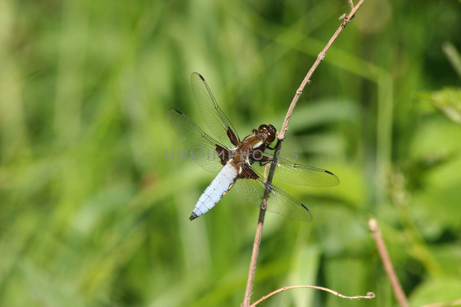 Broad-bodied Chaser (Libellula depressa) - male on a branch