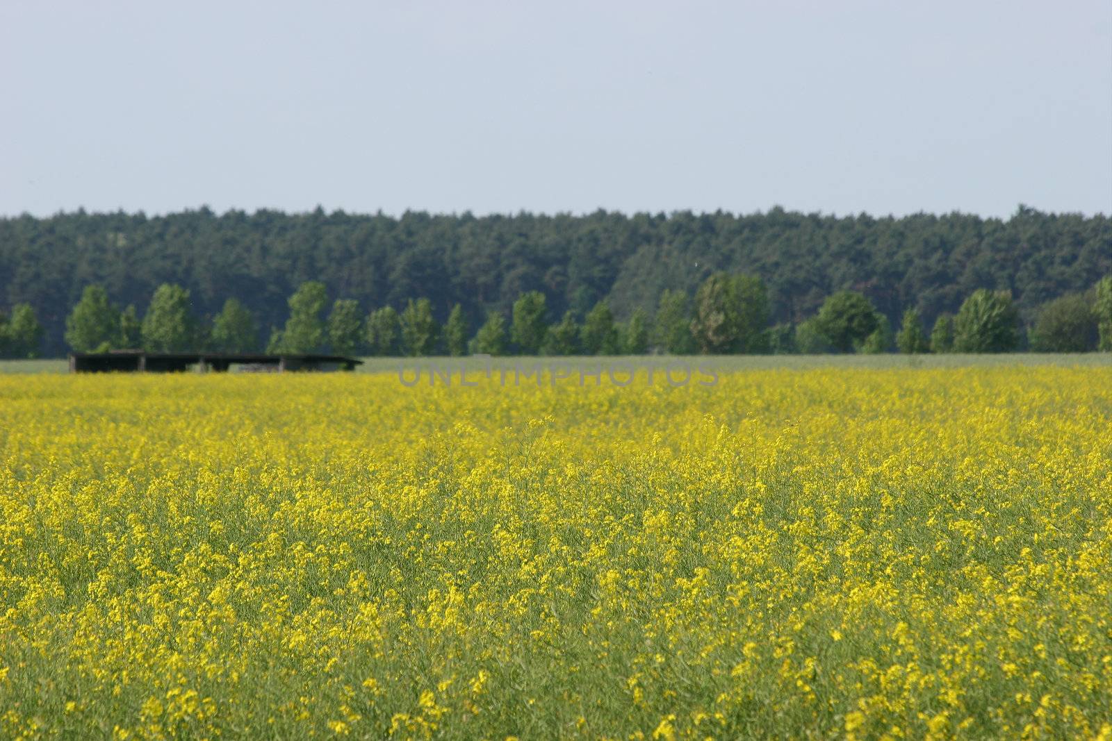 Canola field by tdietrich